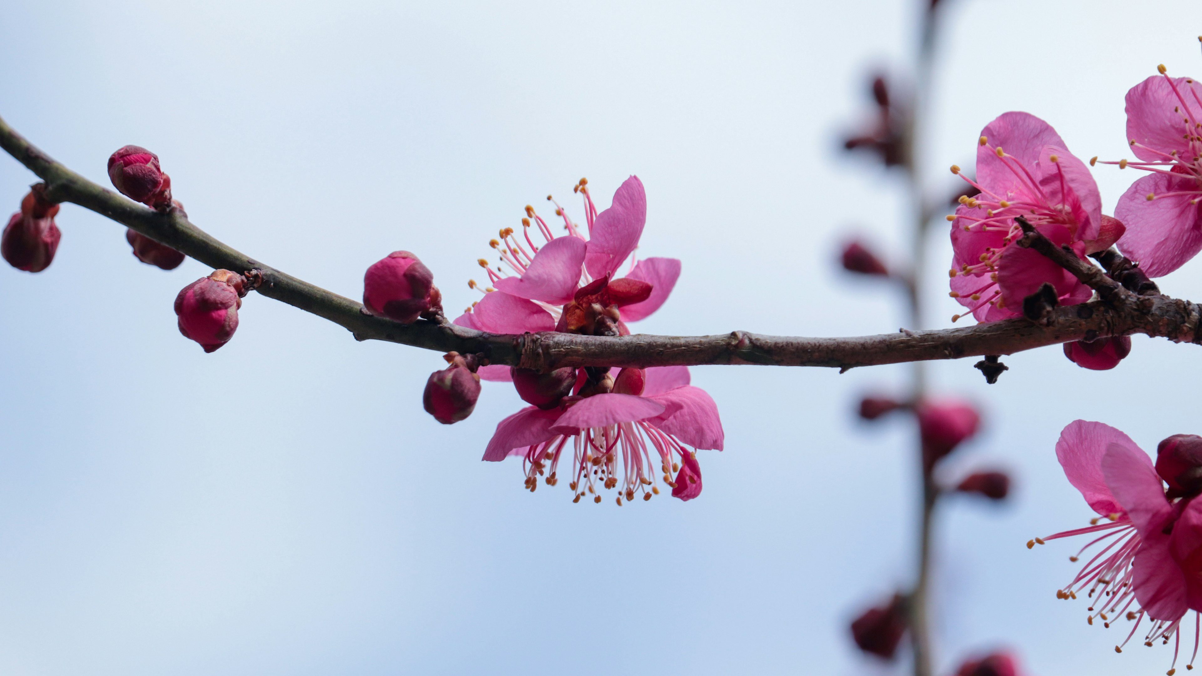 Kedekatan bunga sakura di atas cabang