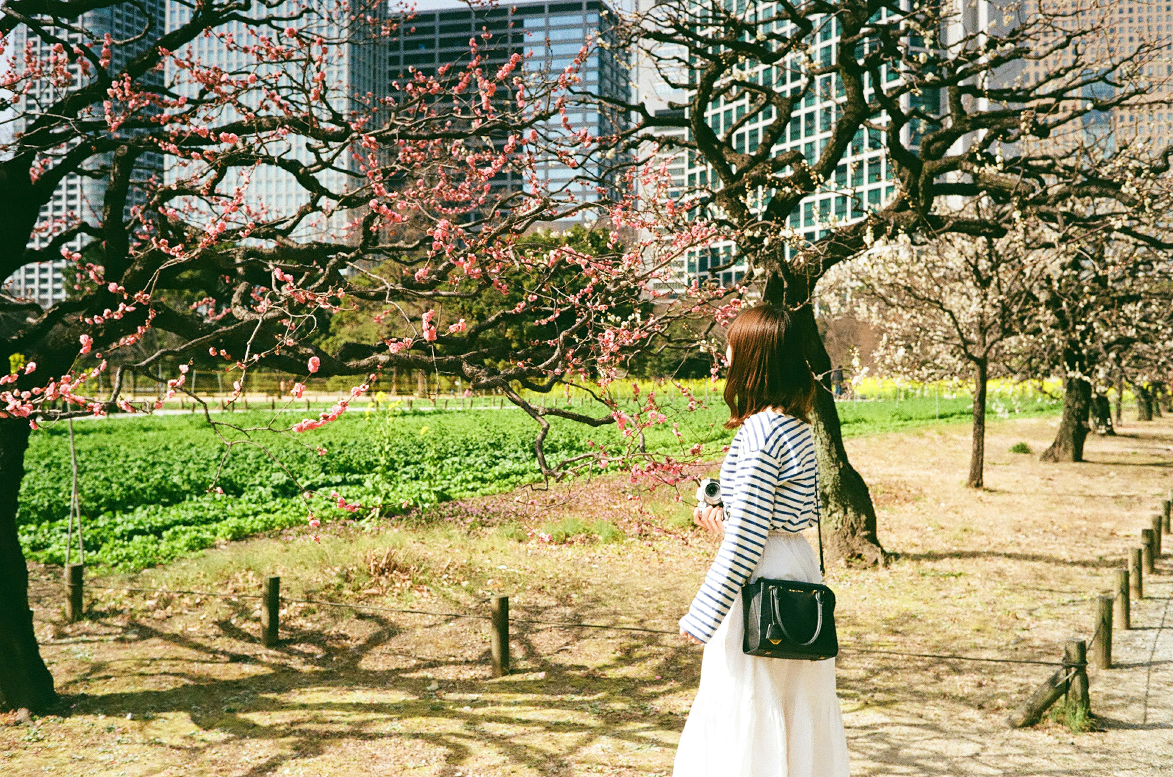 桜の咲く公園で白いドレスを着た女性が立っている背景には高層ビルが見える