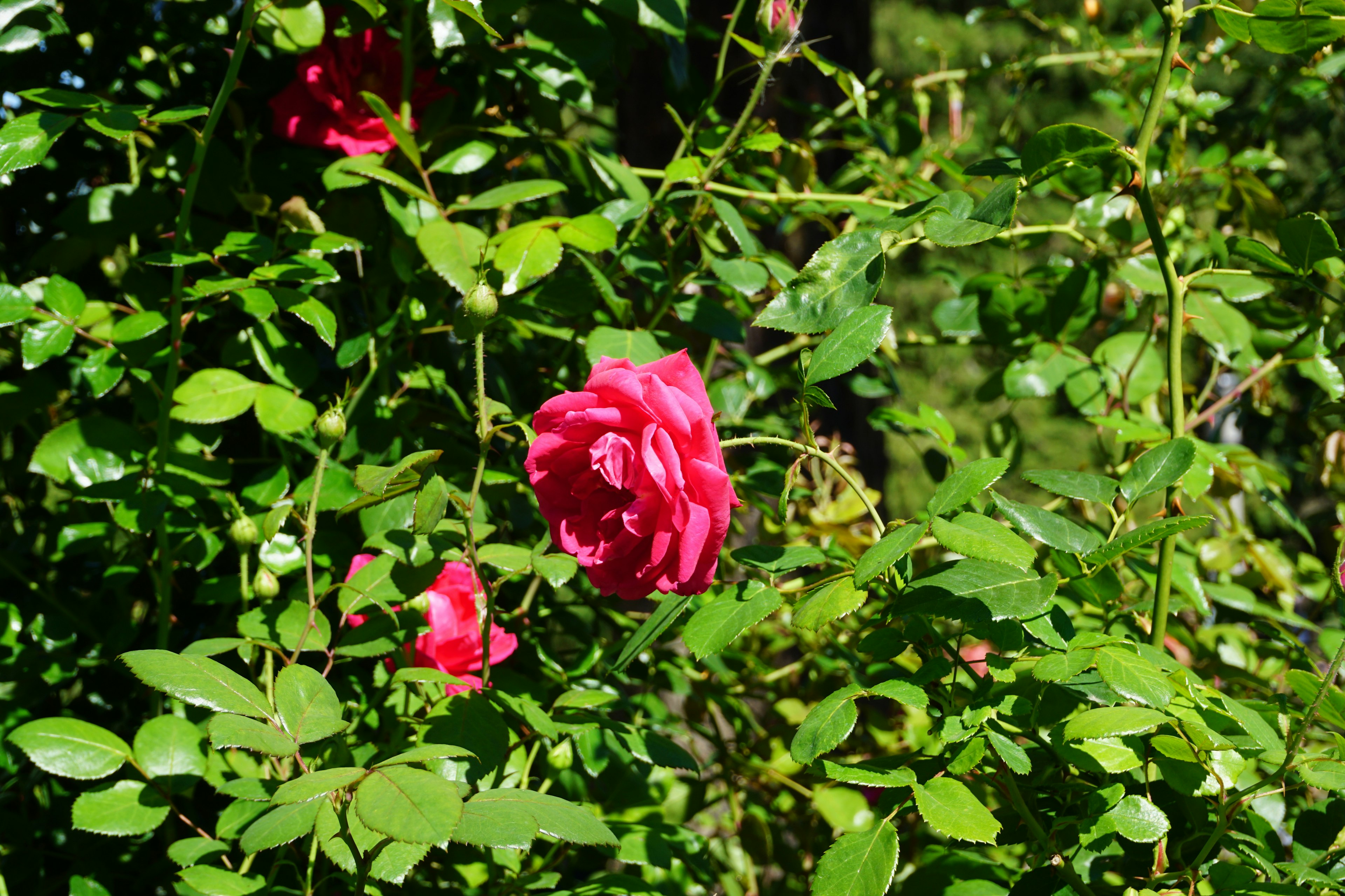 Vibrant red rose surrounded by green leaves