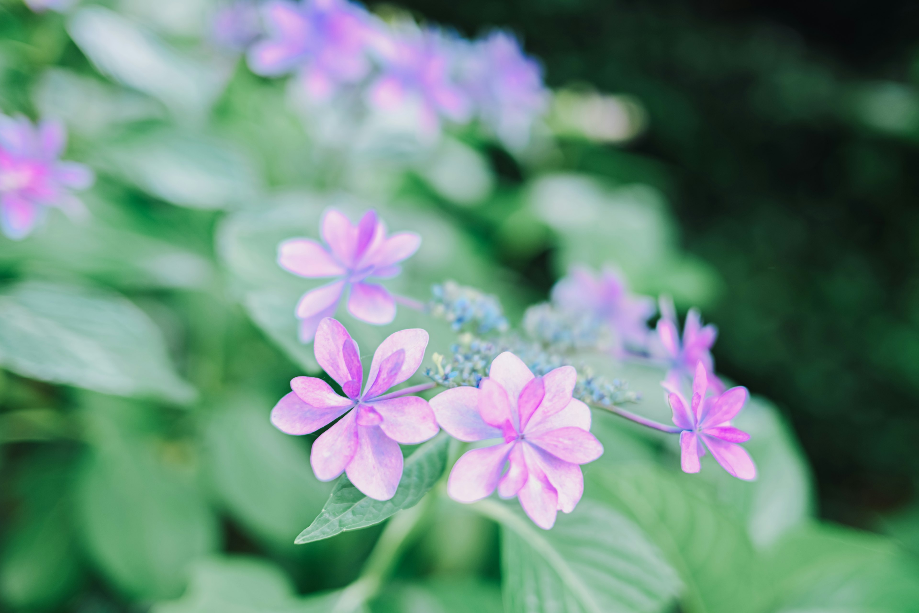 Flores moradas floreciendo entre hojas verdes con un fondo natural