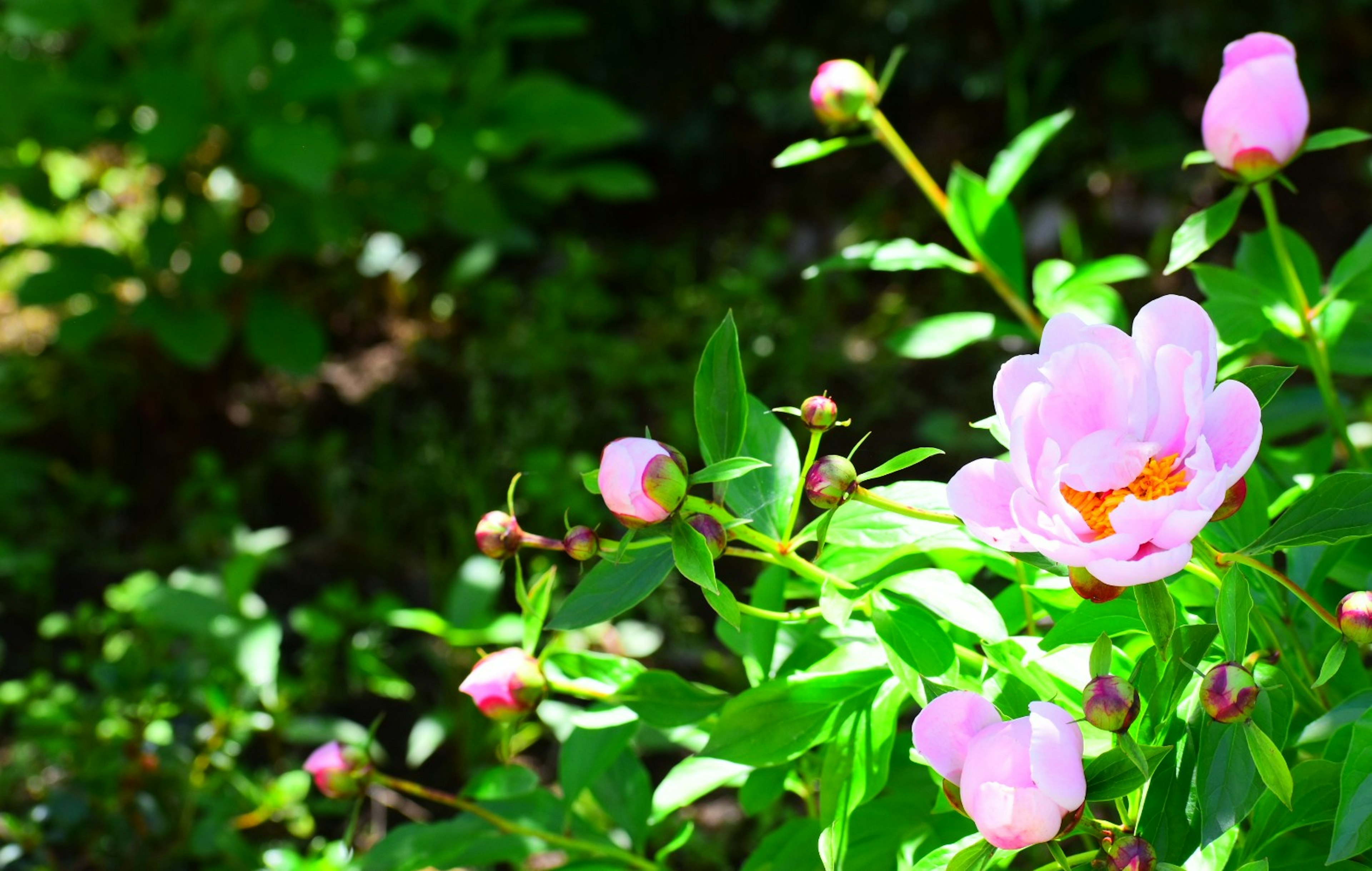 Close-up bunga pink cerah dengan daun hijau