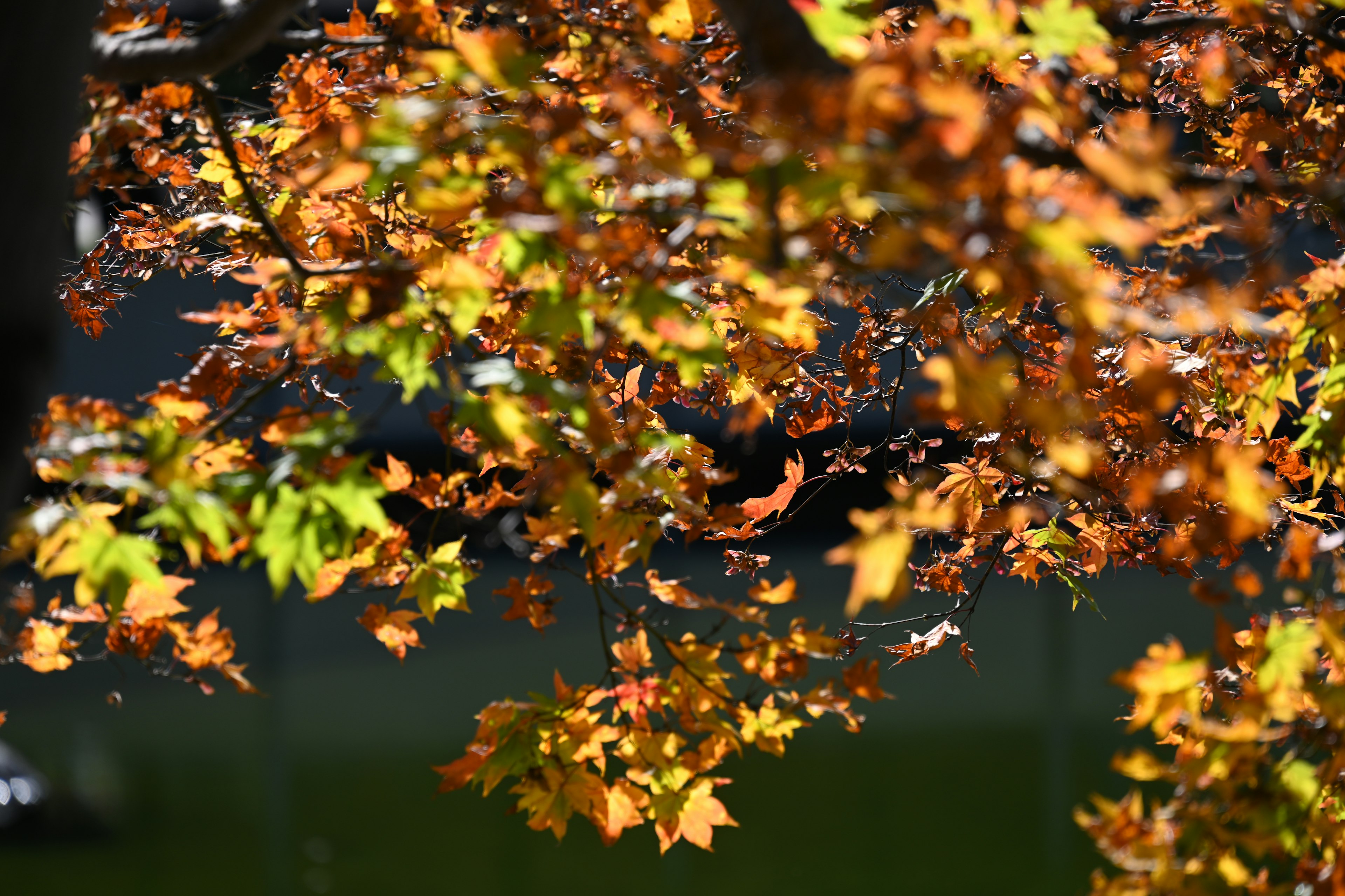 Primo piano di foglie autunnali su rami di albero