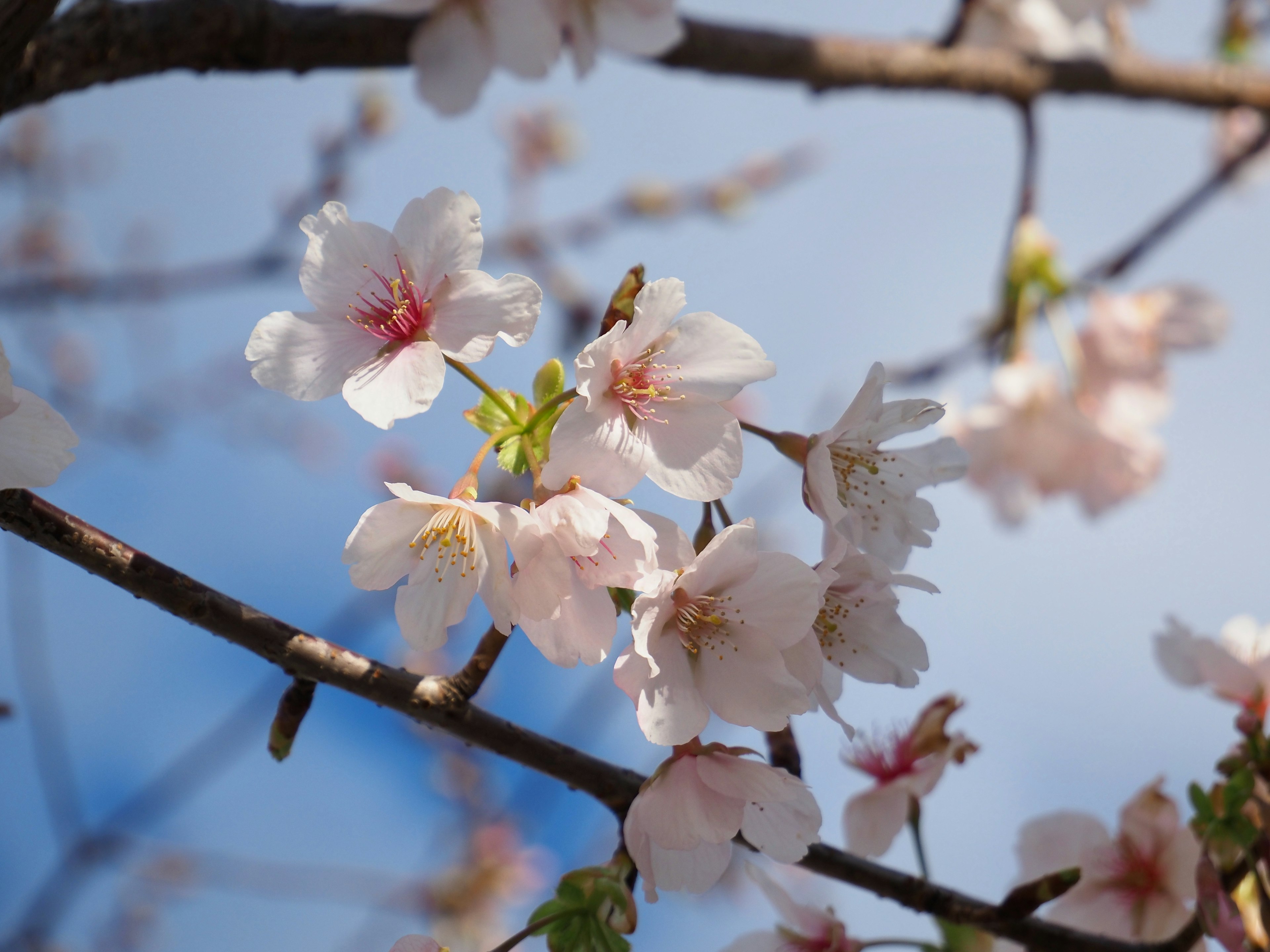 Bunga sakura di bawah langit biru di musim semi