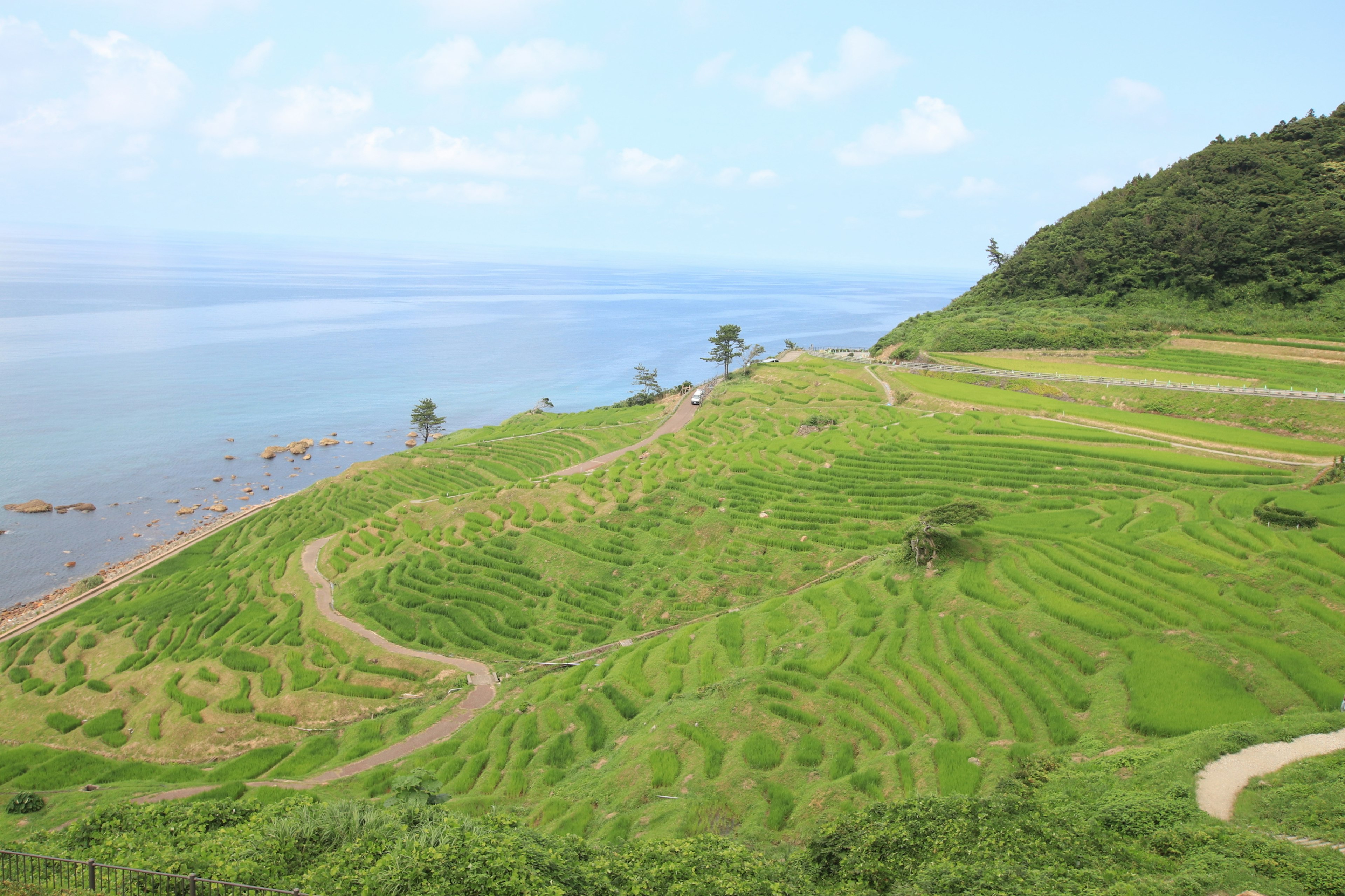 Lush green terraced rice fields overlooking the sea