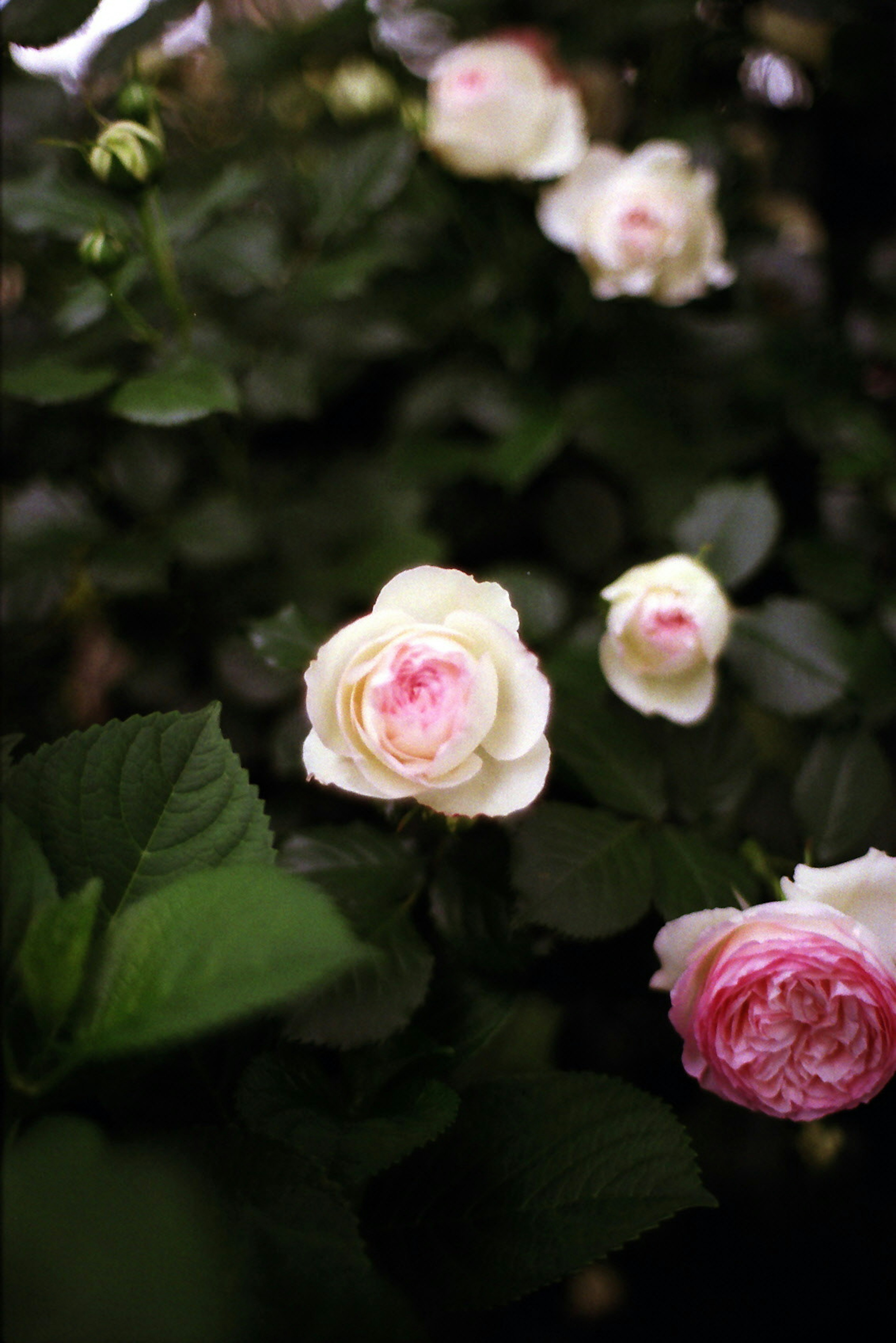 Weiße und rosa Rosen blühen umgeben von grünen Blättern