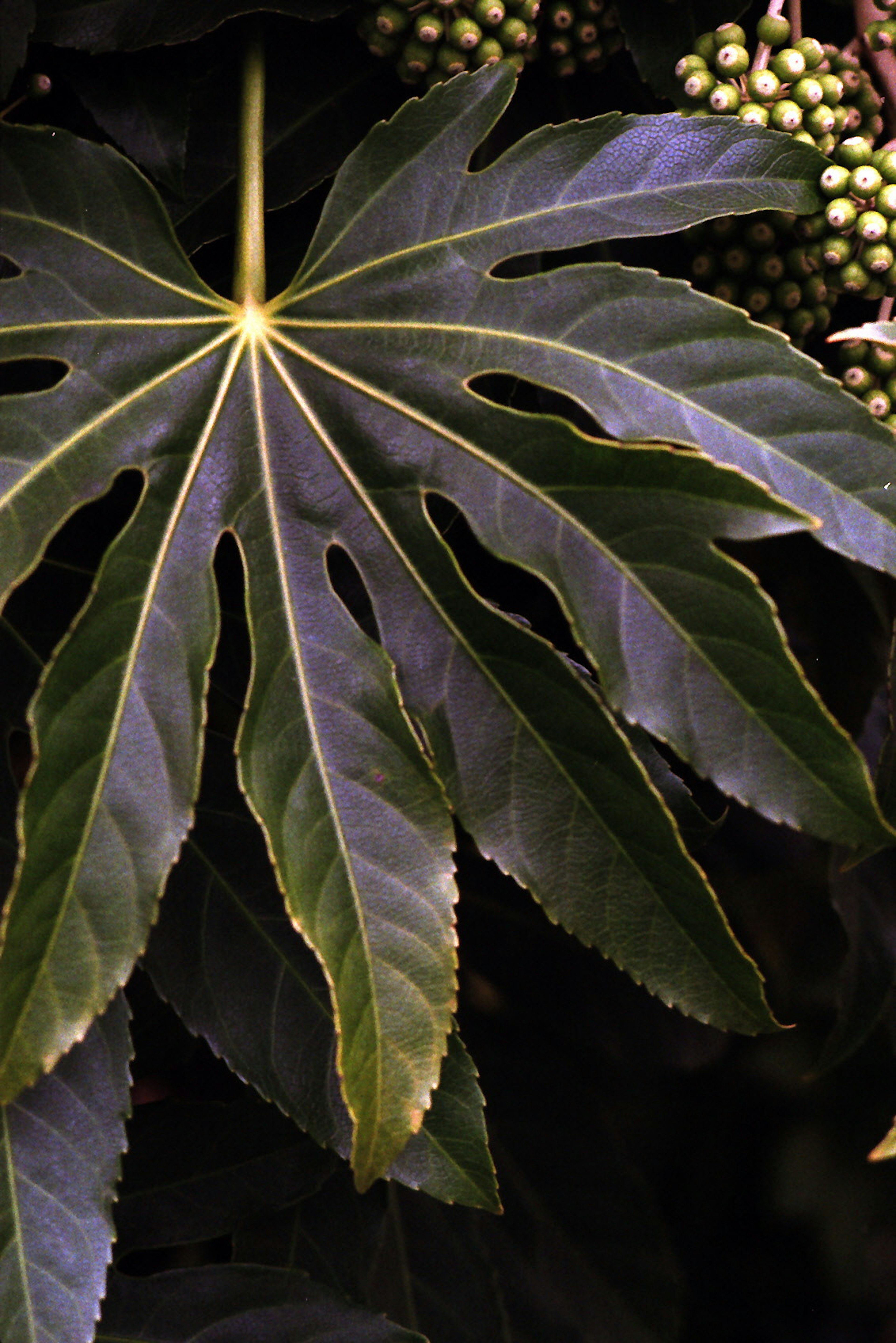 Large leaf with distinct serrated edges and dark green color