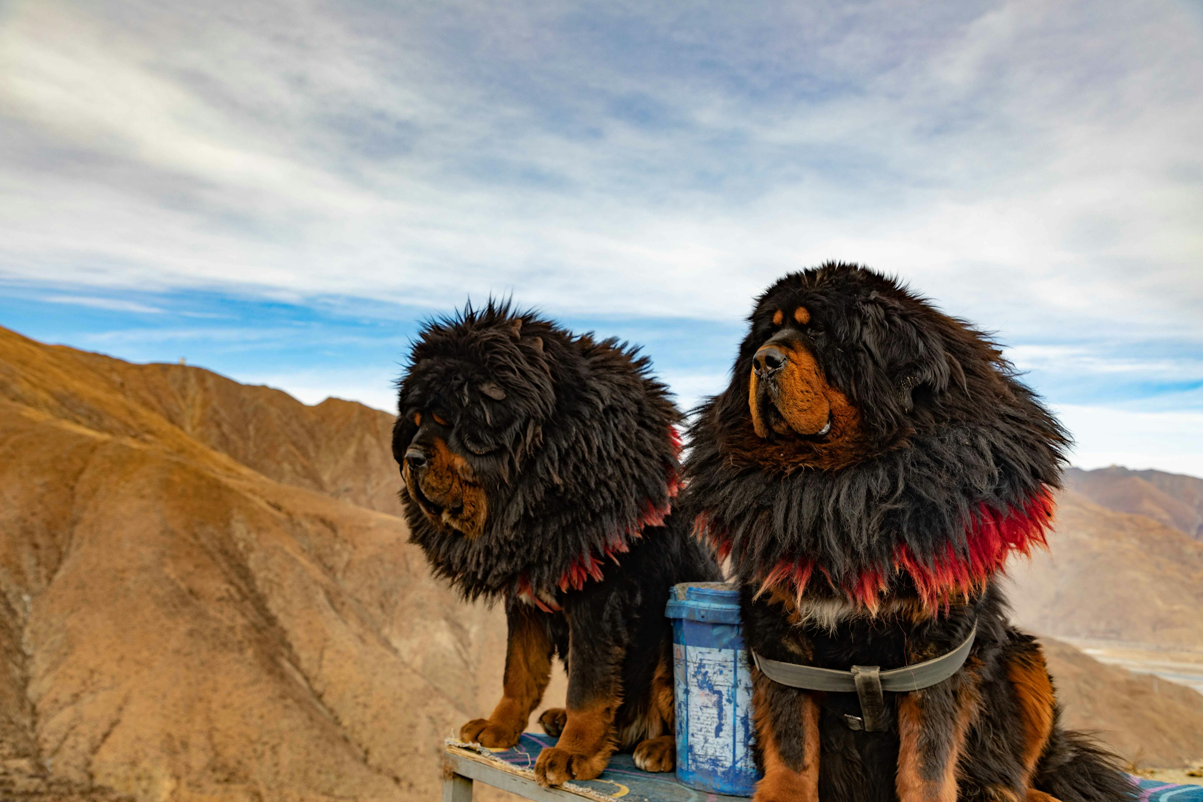 Zwei tibetische Mastiffs sitzen auf einem Berg mit Blick auf die Landschaft