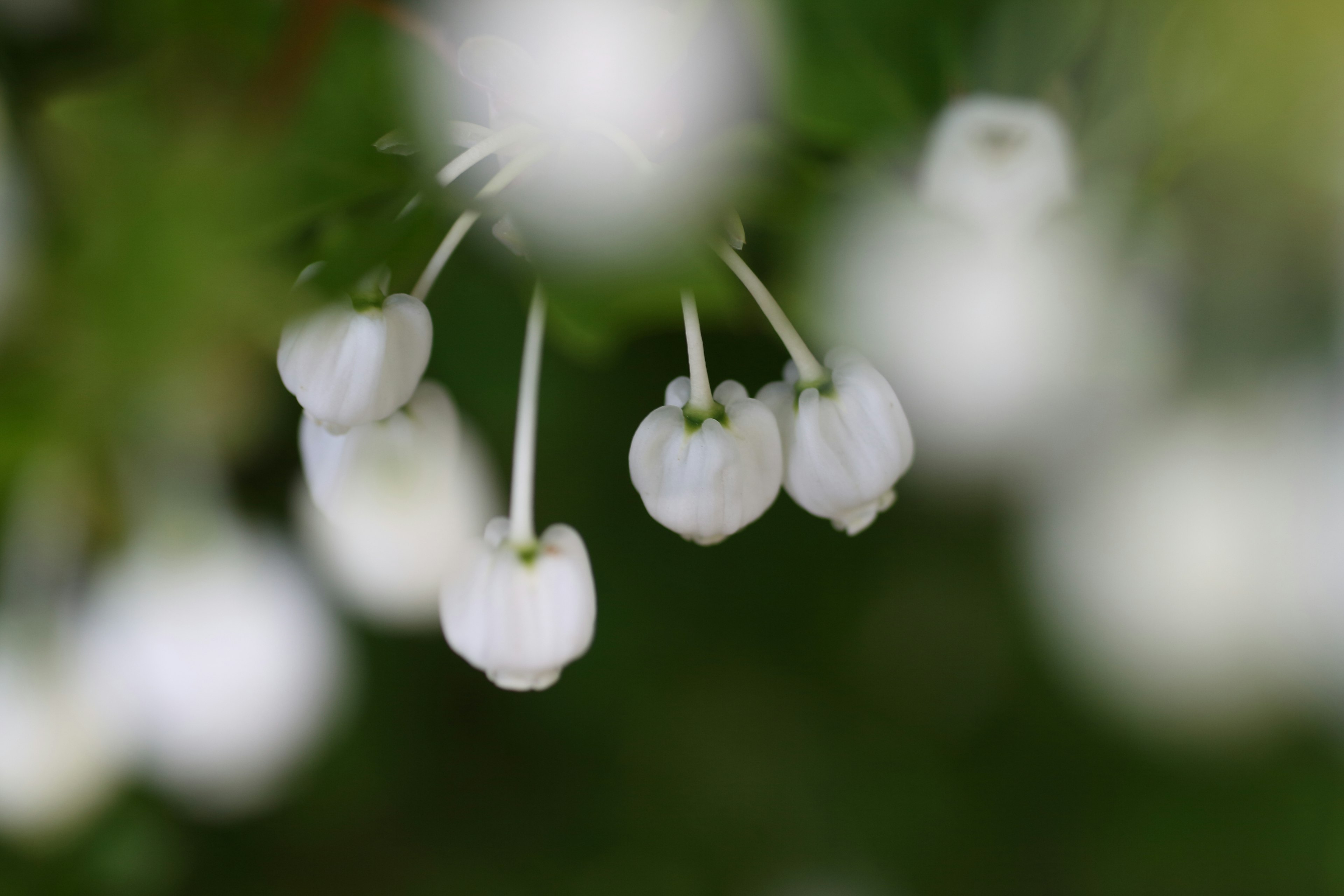 Foto en primer plano de una planta con flores blancas en flor