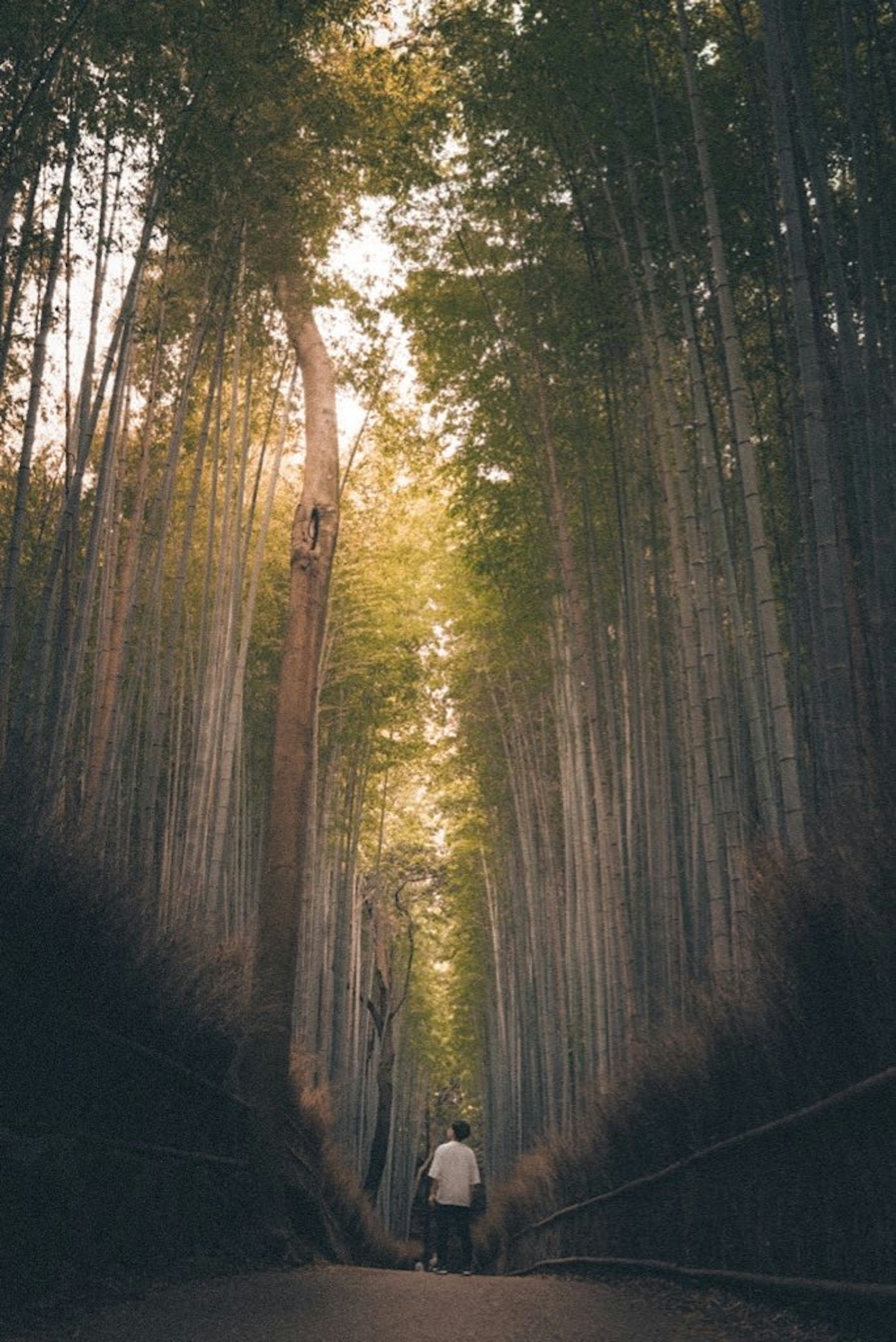 Person walking in a bamboo forest path