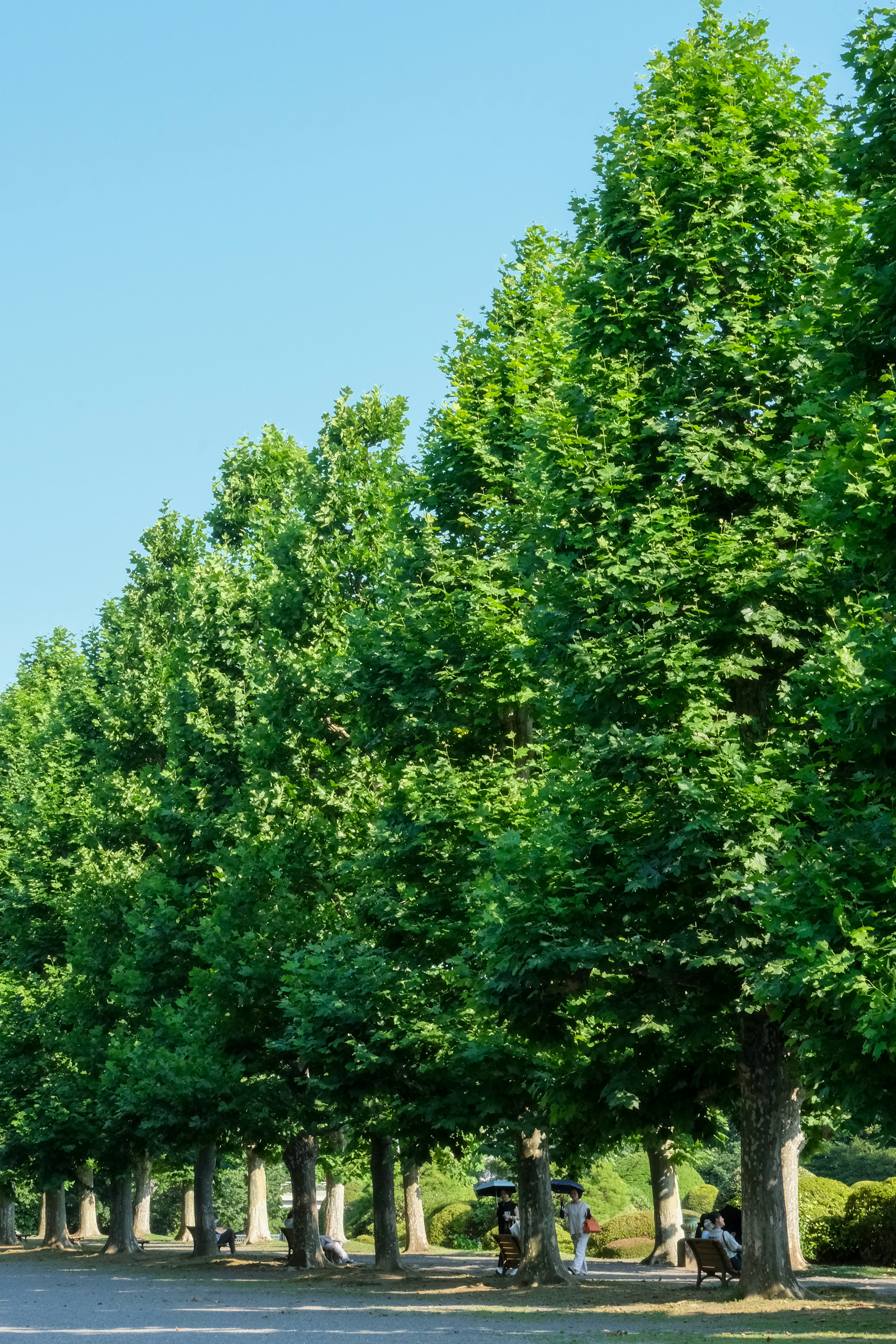 Una fila de árboles verdes exuberantes bajo un cielo azul claro