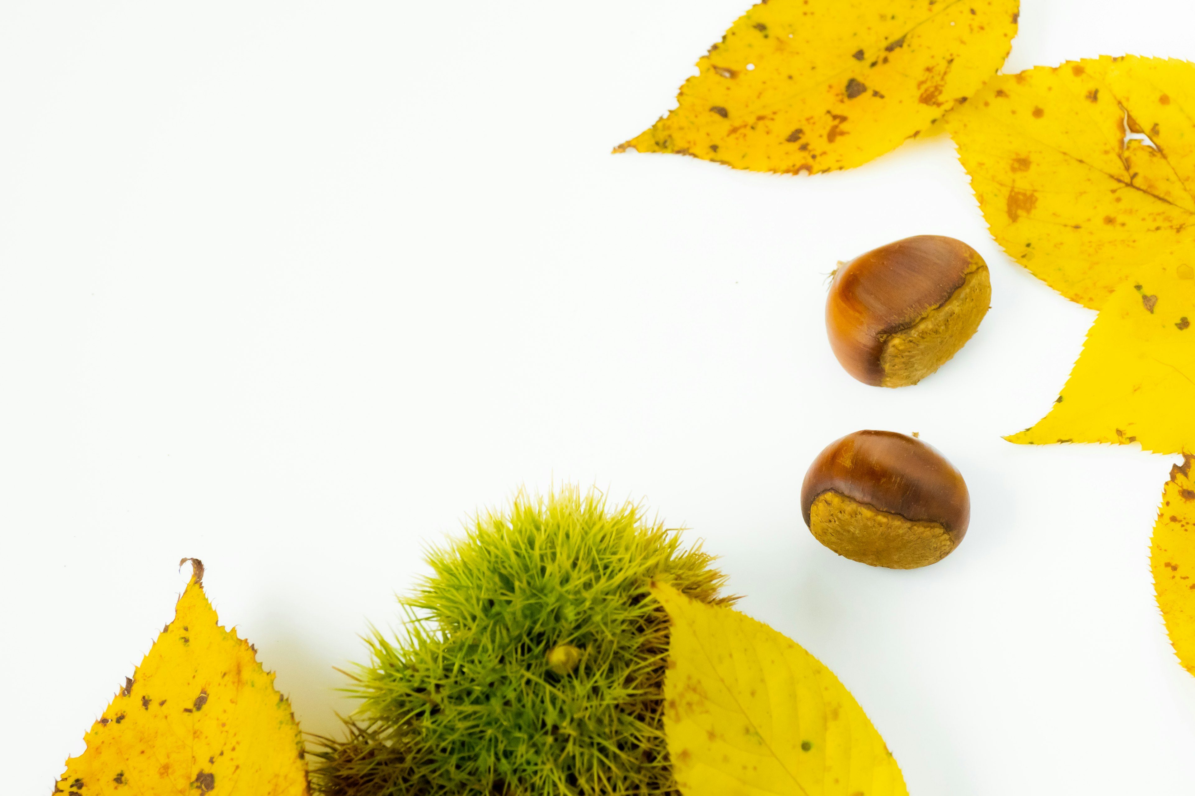 Escena de otoño con hojas amarillas y castañas