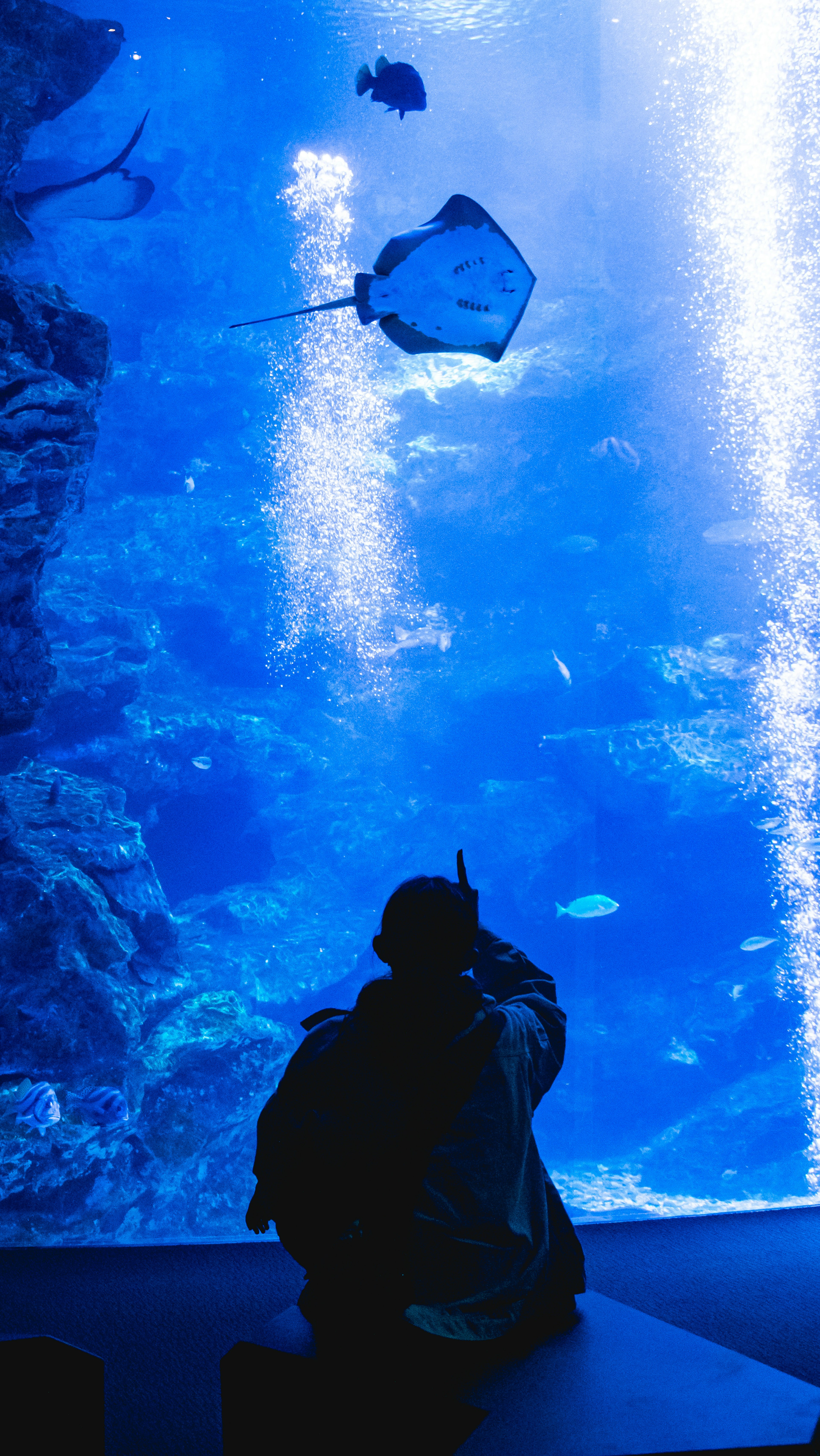 Silhouette einer Person, die einen Stachelrochen und Fische im blauen Wasser beobachtet