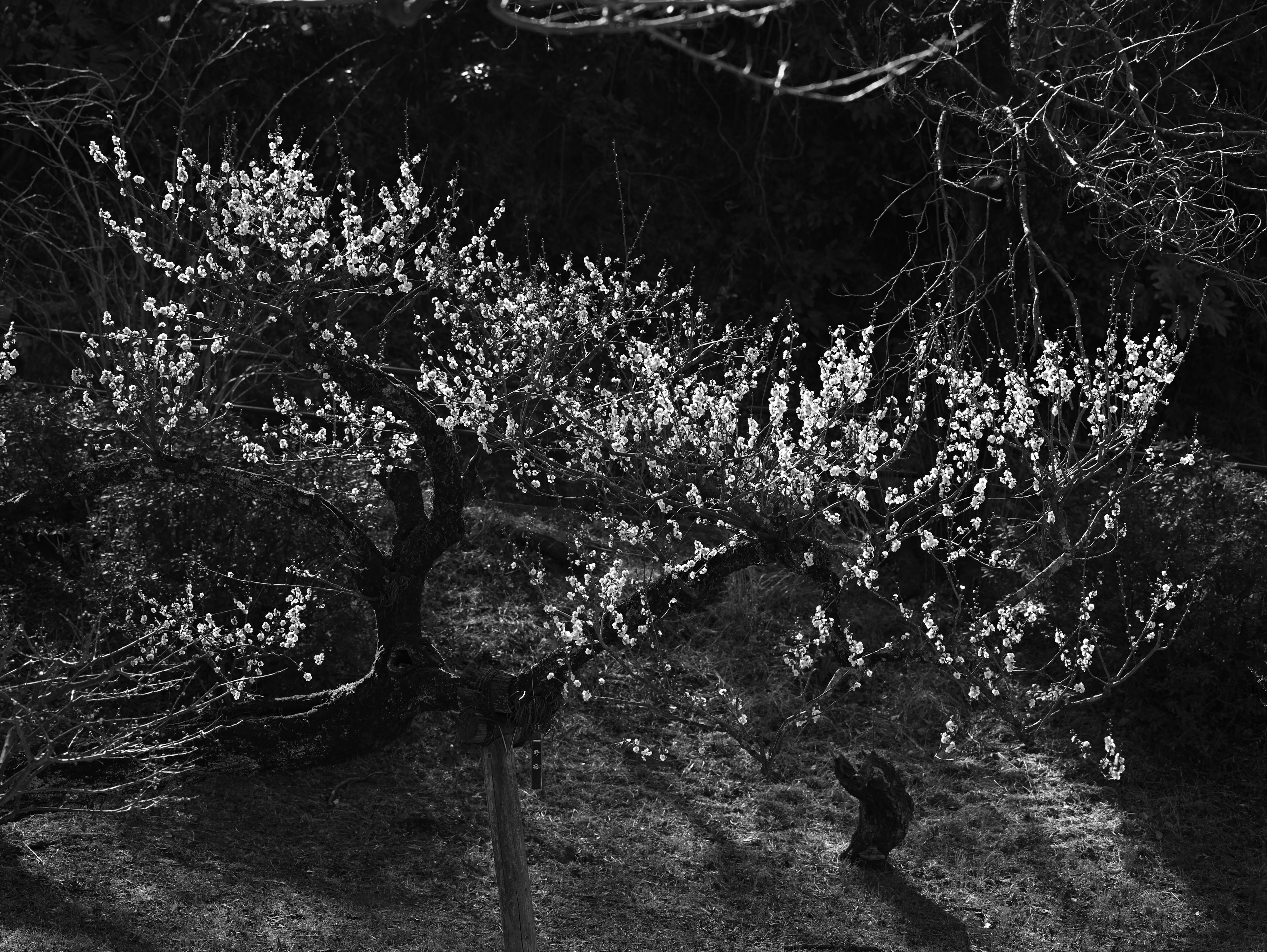 Imagen en blanco y negro de un árbol en flor con sombras en el suelo