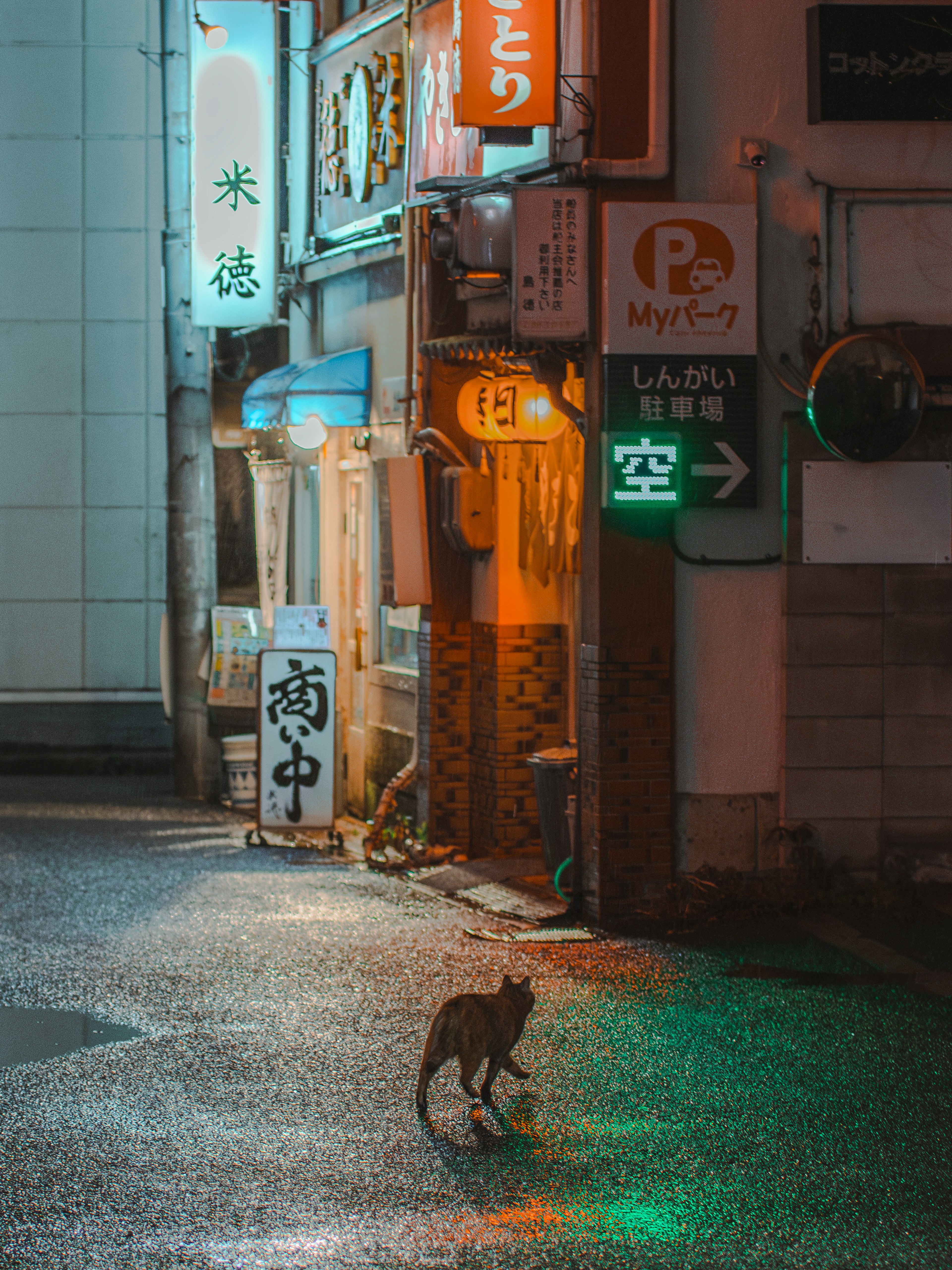 夜の街角にいる黒猫とネオン看板