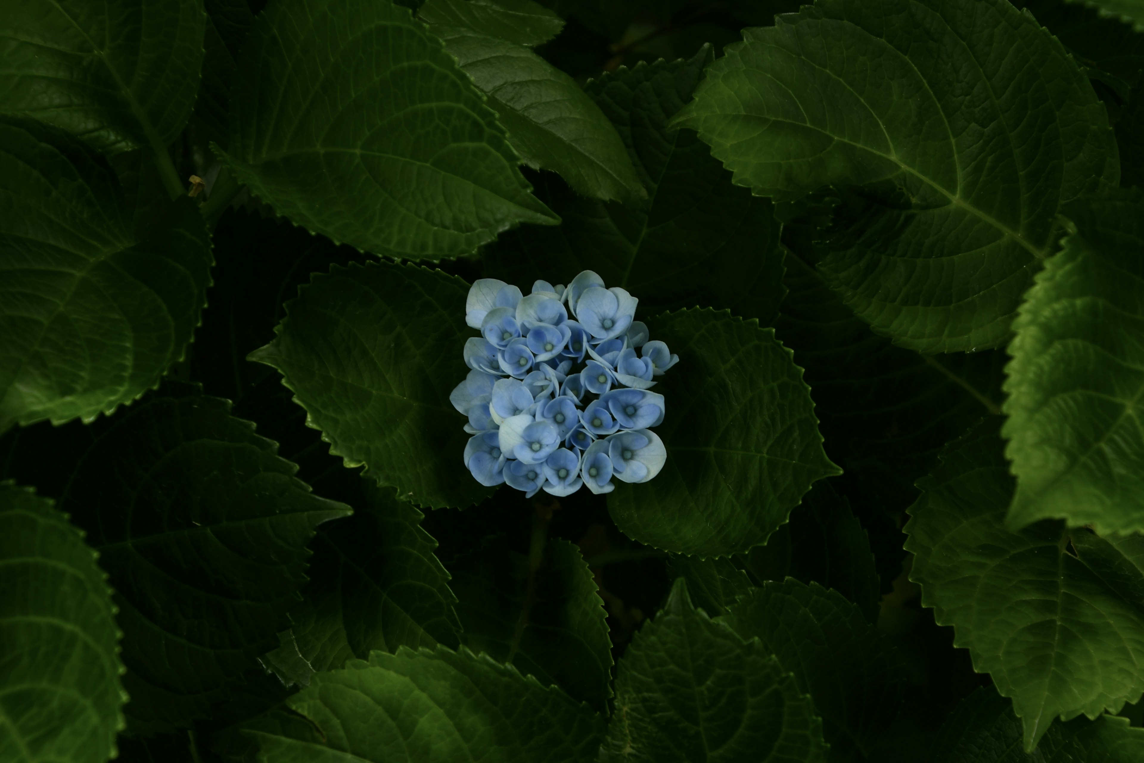 Primo piano di un fiore blu circondato da foglie verdi