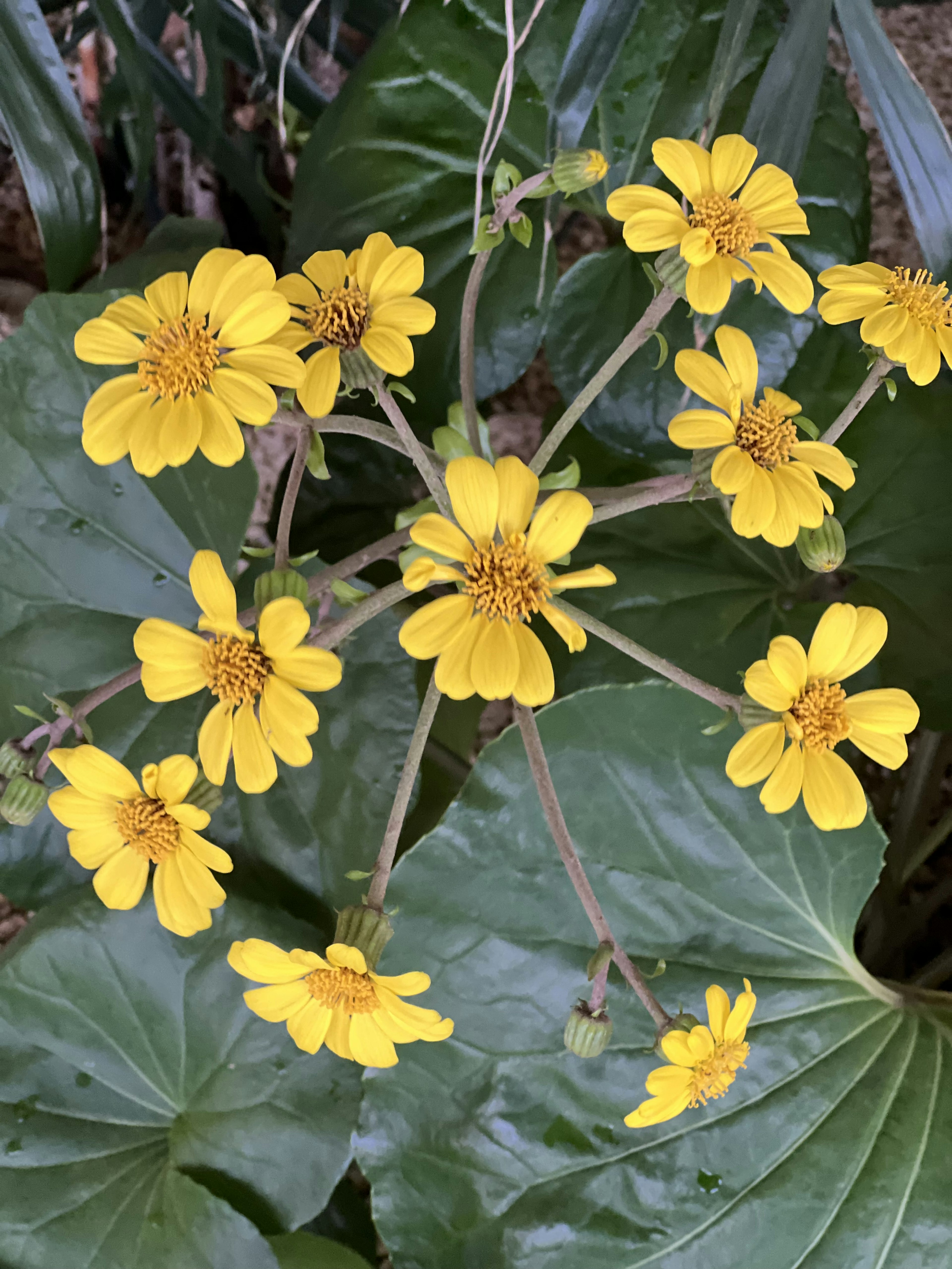 Close-up tanaman dengan bunga kuning