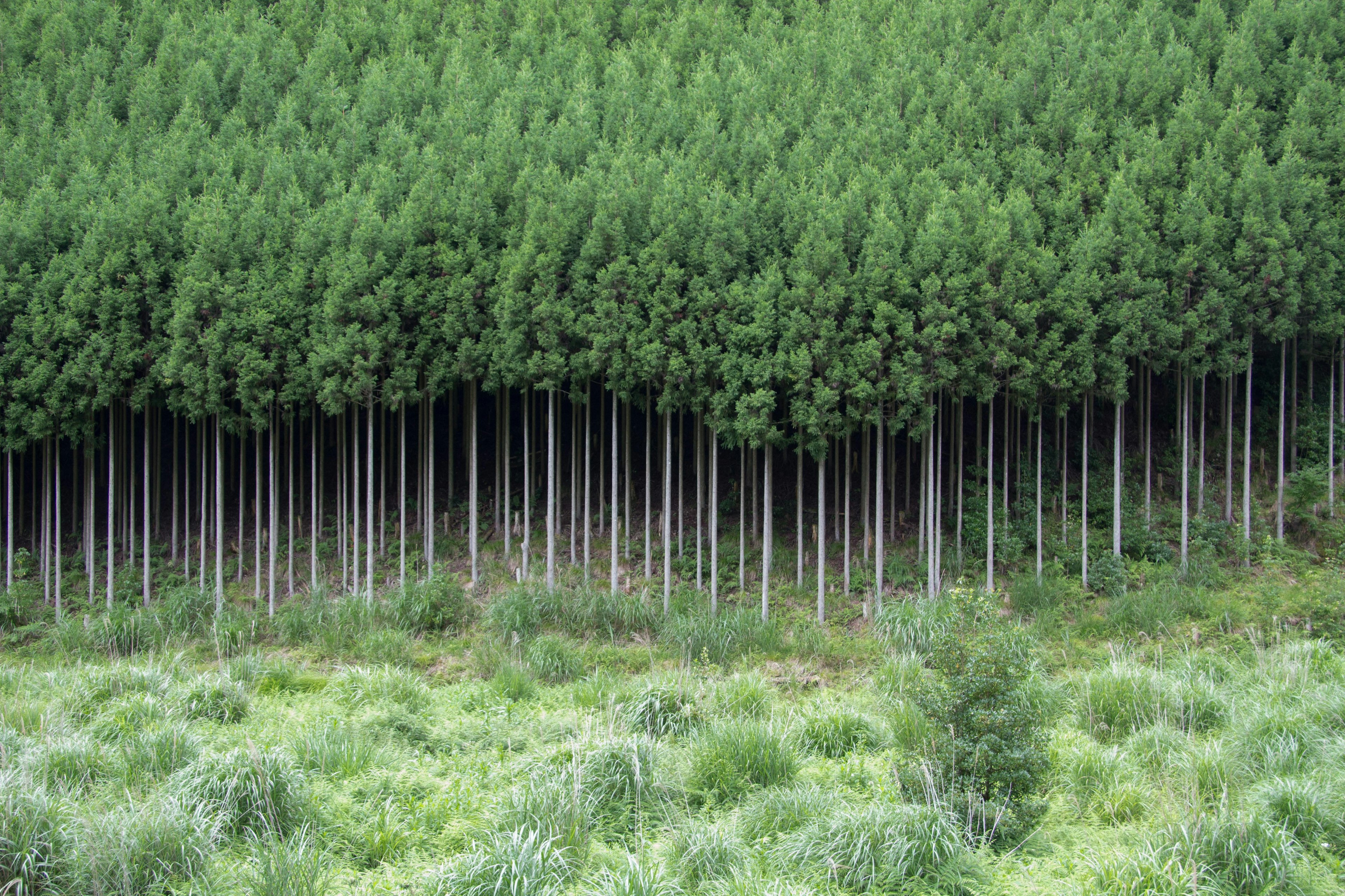 Dichter Wald mit grünen Bäumen und hohen Stämmen