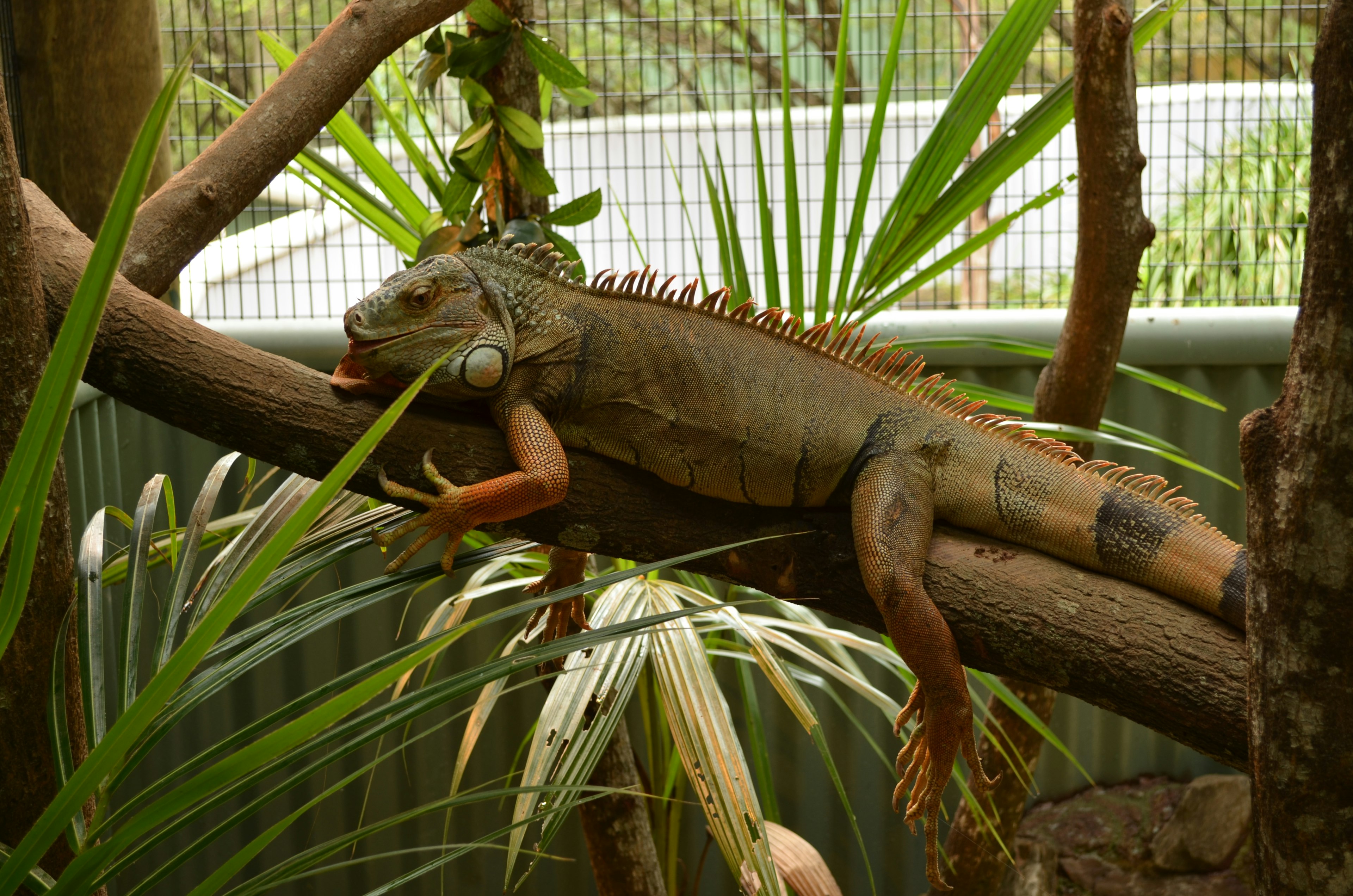 Iguana resting on a tree branch surrounded by green leaves