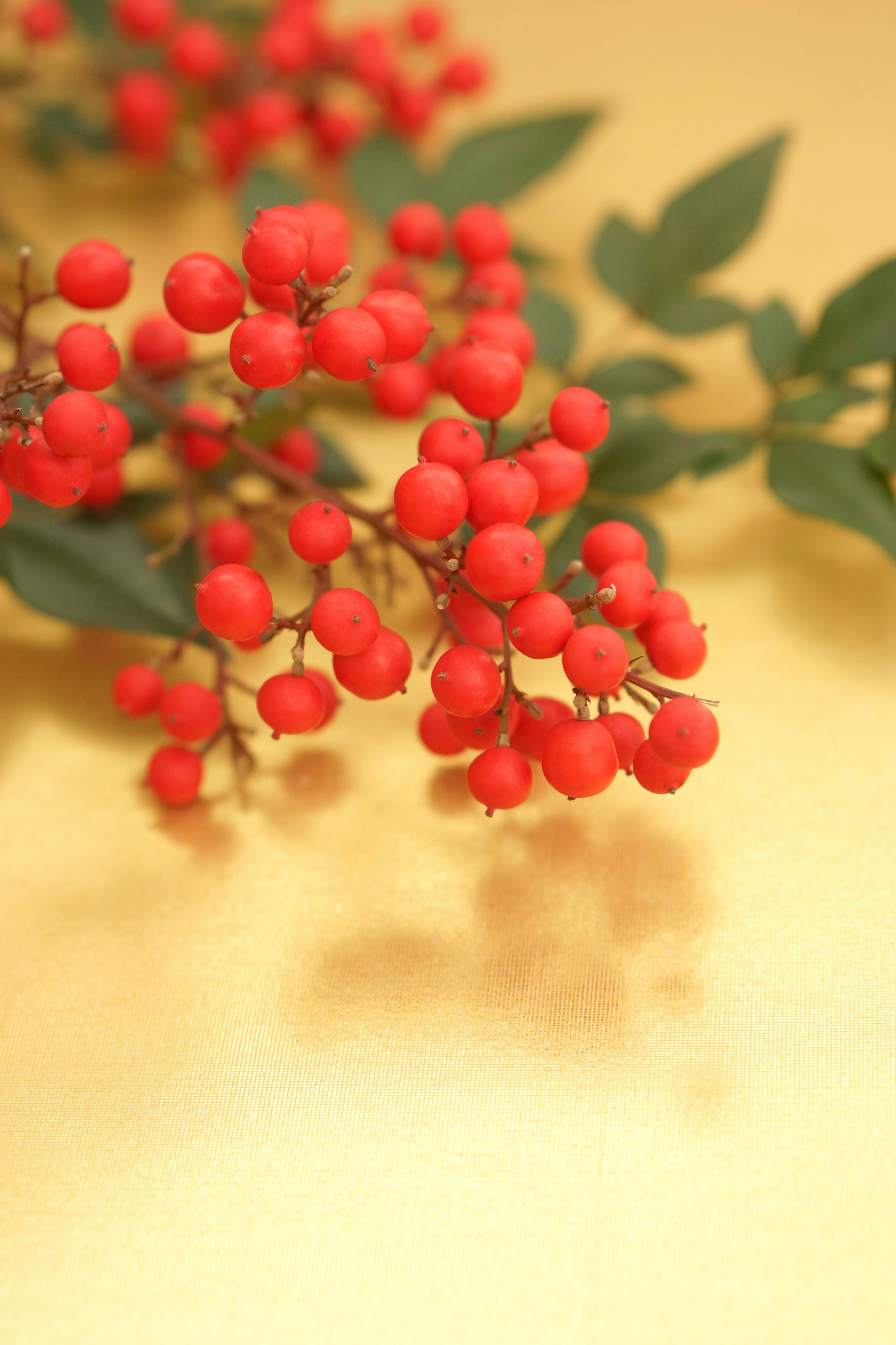 Ein Zweig mit roten Beeren und grünen Blättern vor einem goldenen Hintergrund