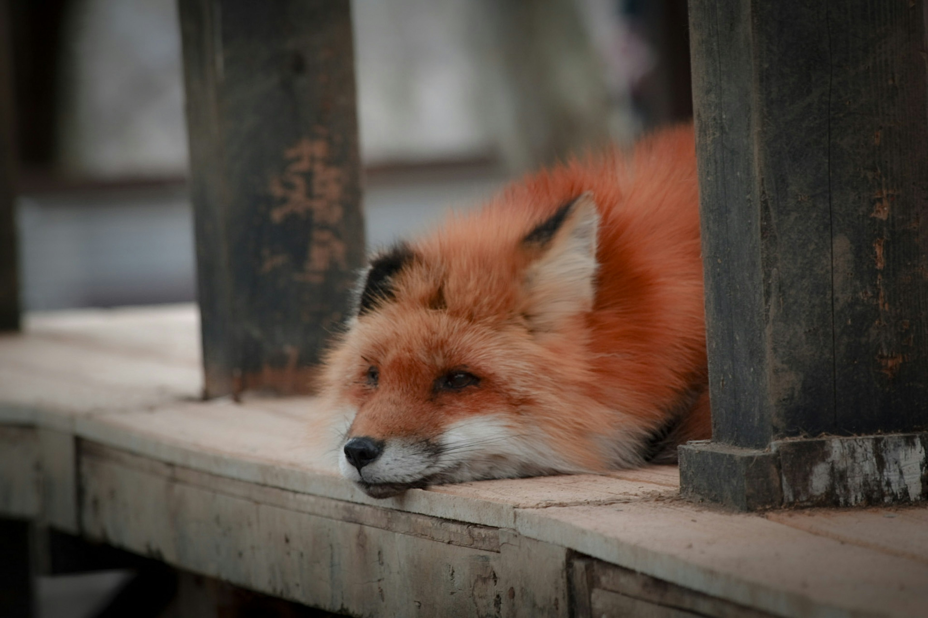 A red-furred fox resting on a wooden surface