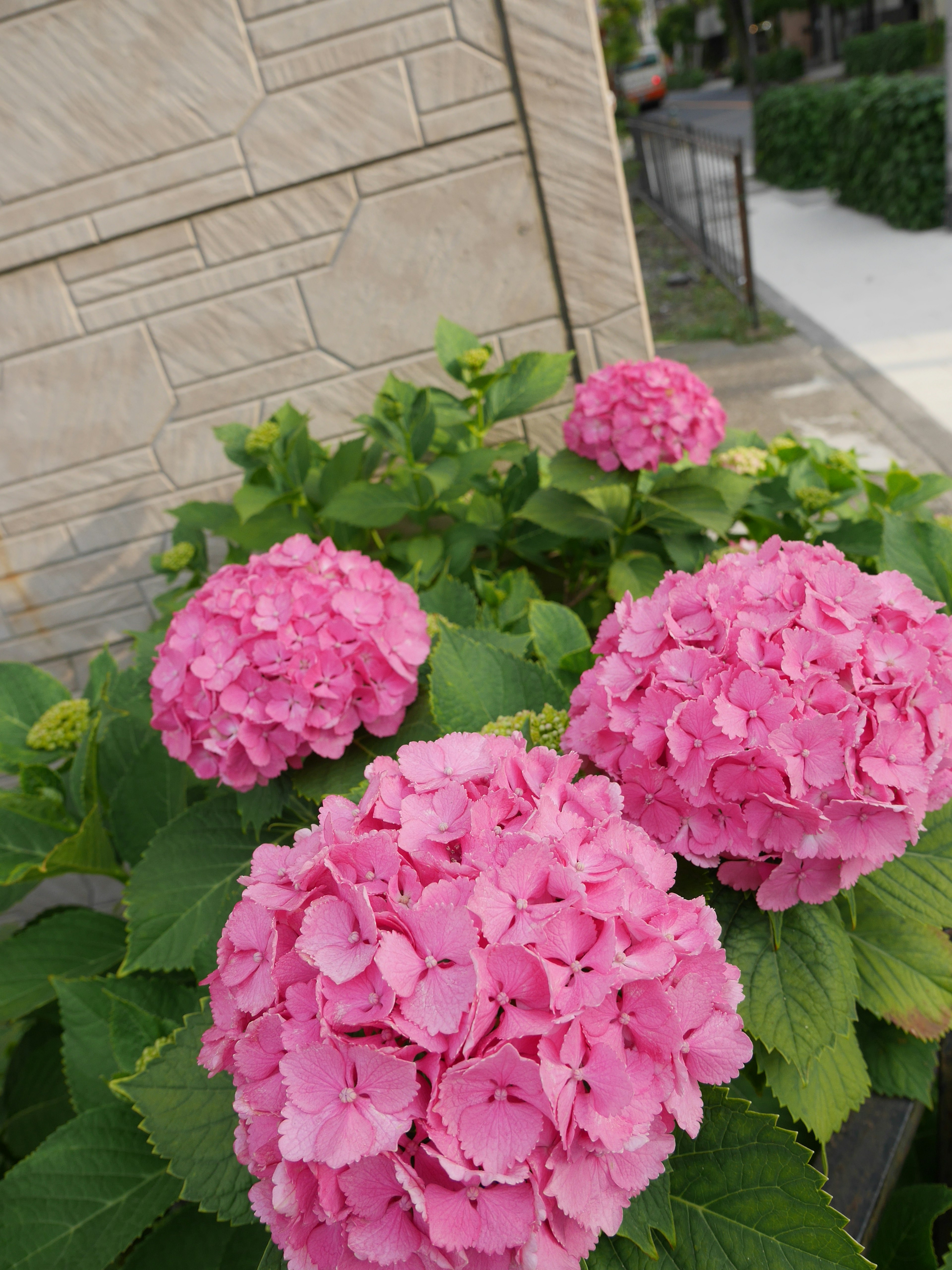 ピンクのアジサイの花が咲いている庭の景色