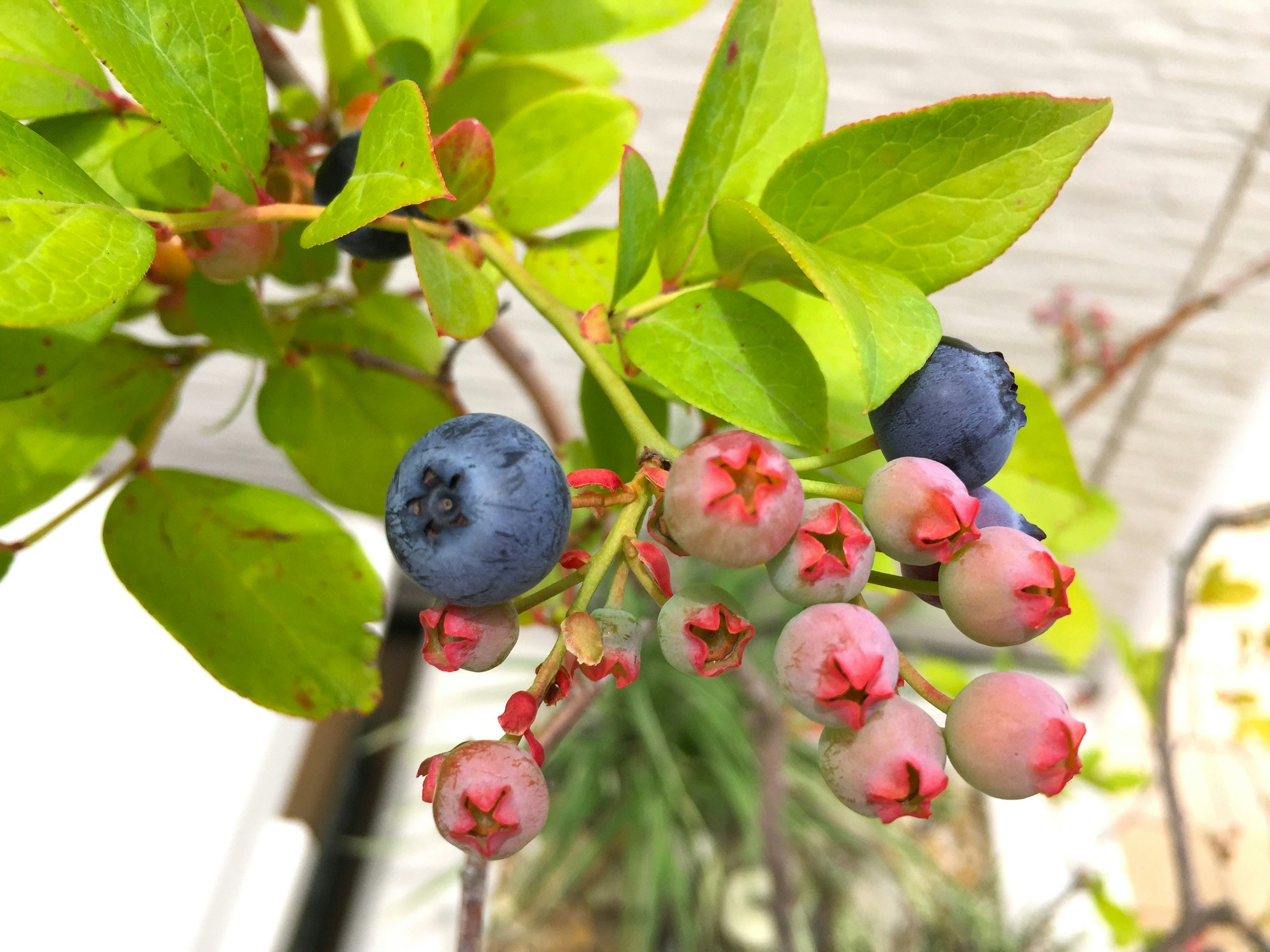 Nahaufnahme von Heidelbeeren und rosa Blütenknospen an einem grünen Zweig