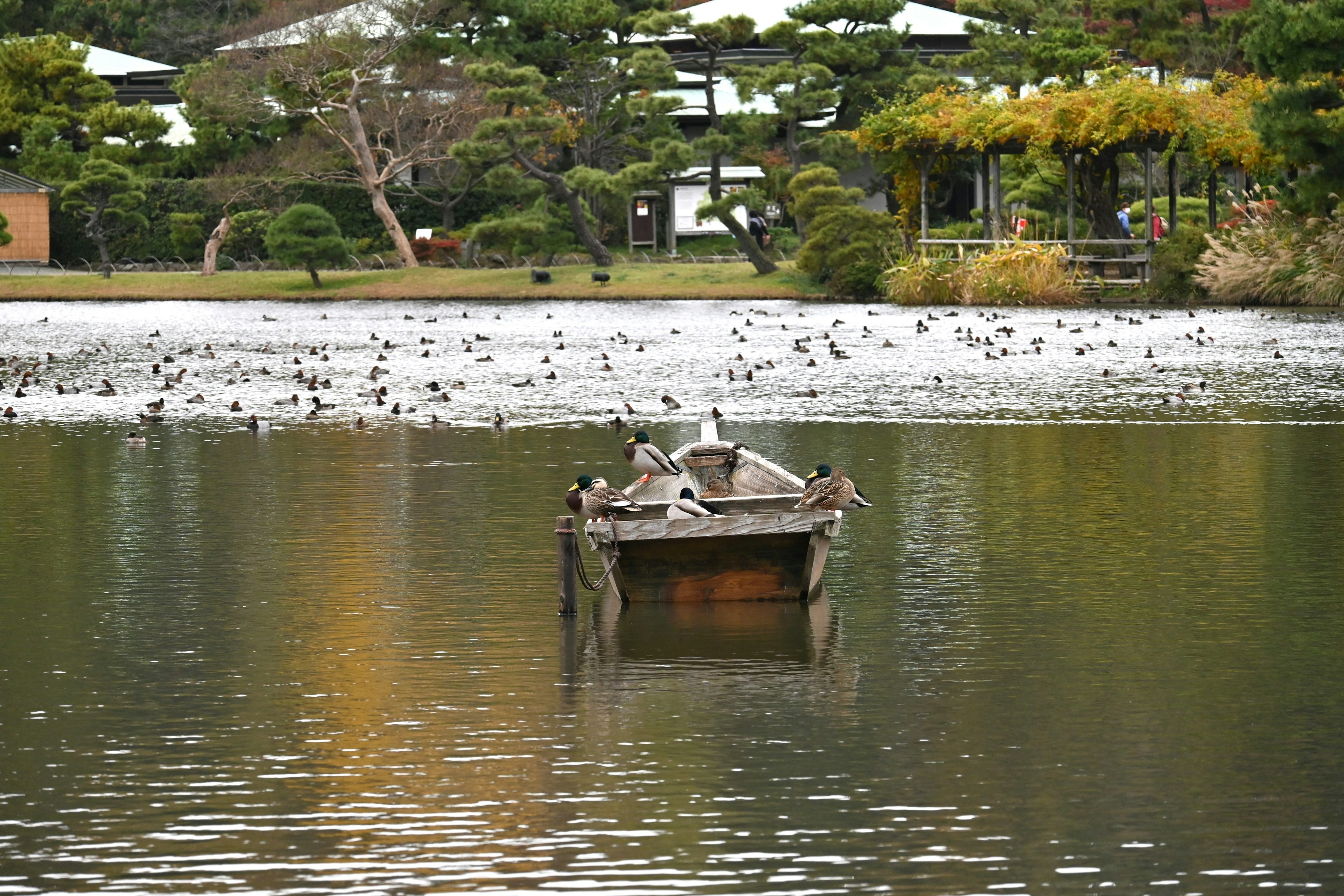 静かな湖に浮かぶ木製のボートと周囲の緑豊かな風景