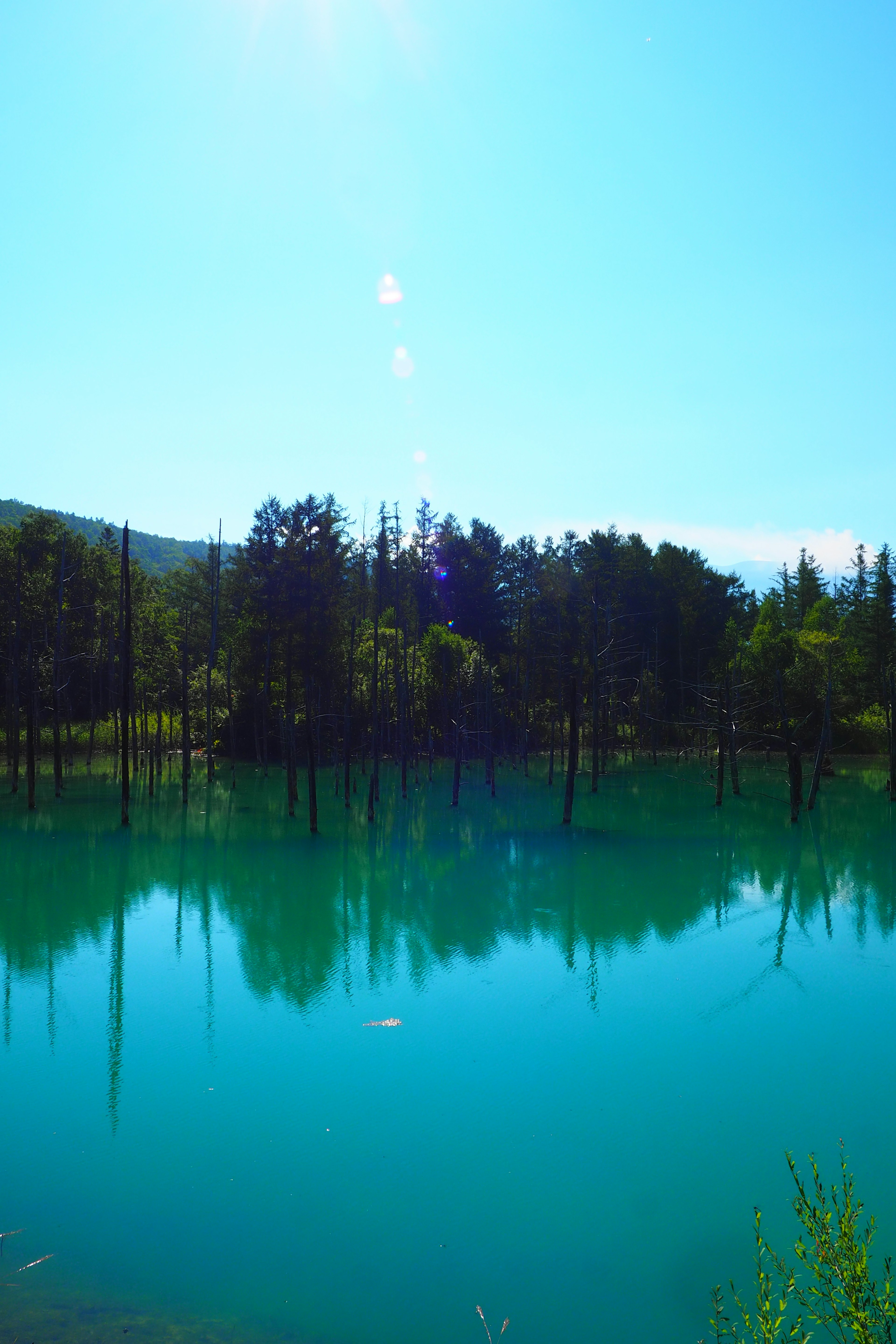 青い水面に映る木々の美しい風景