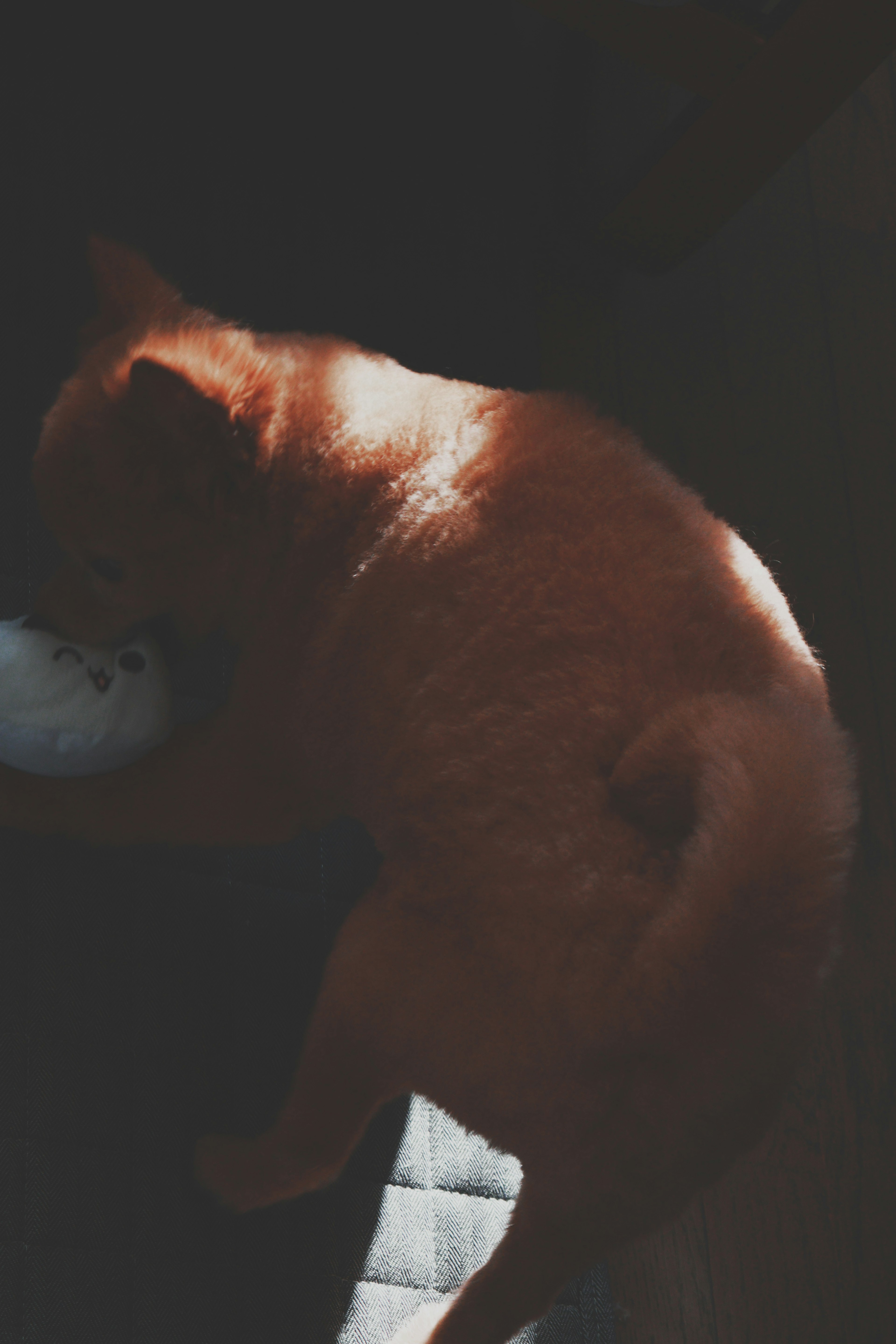 Orange dog sleeping in a dimly lit area