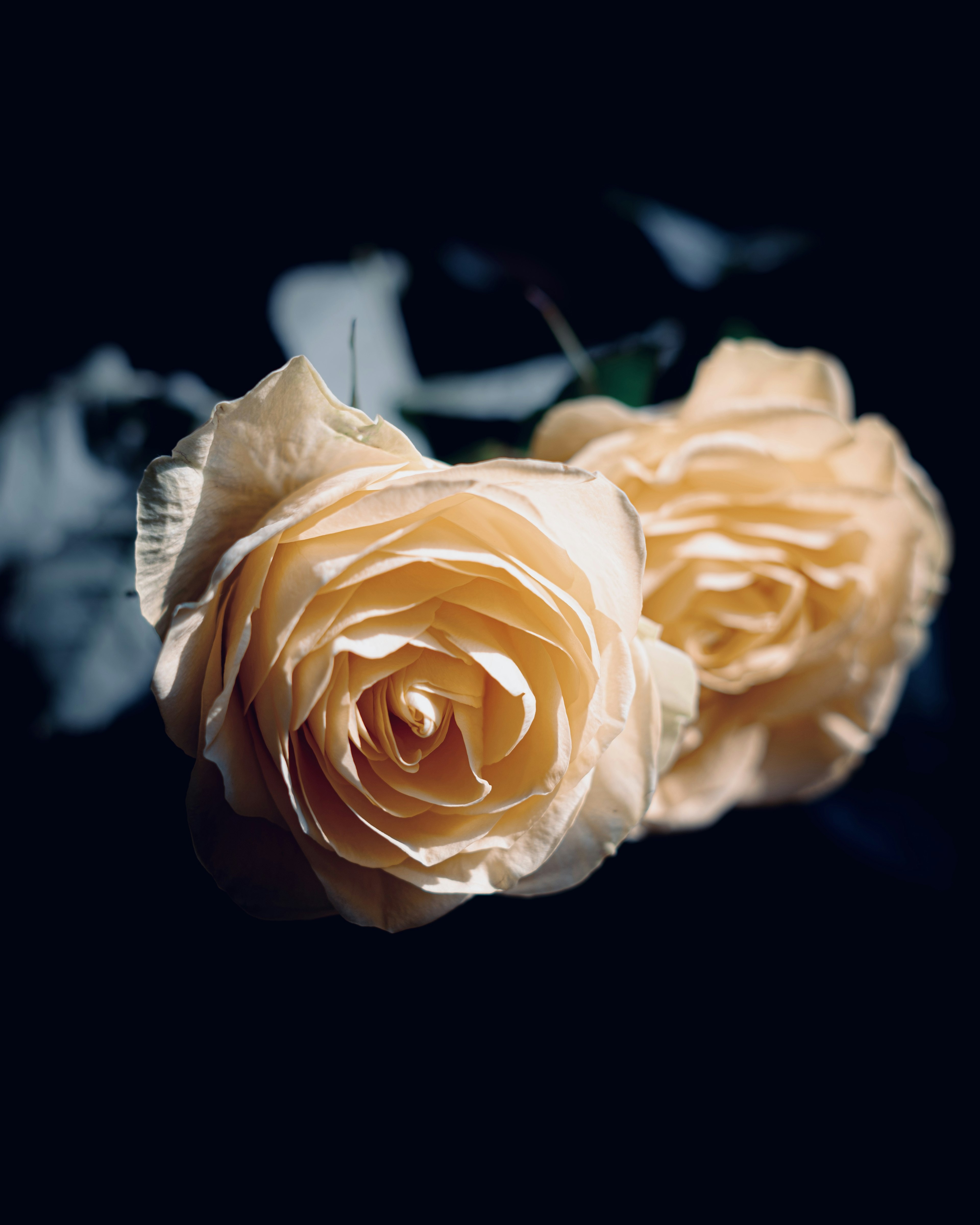 Two pale roses close together against a dark background