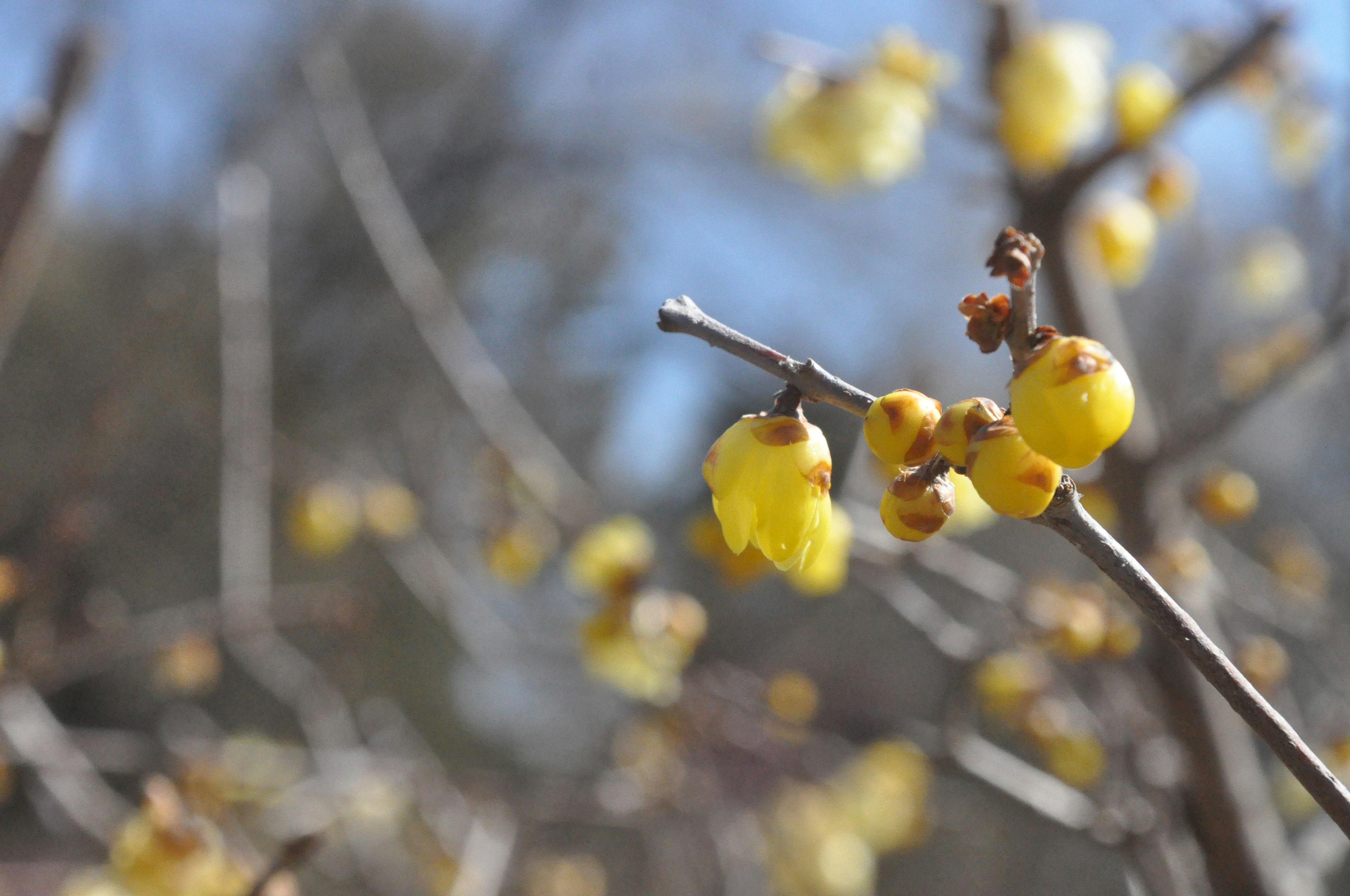 Gros plan sur des branches avec des fleurs jaunes en fleurs