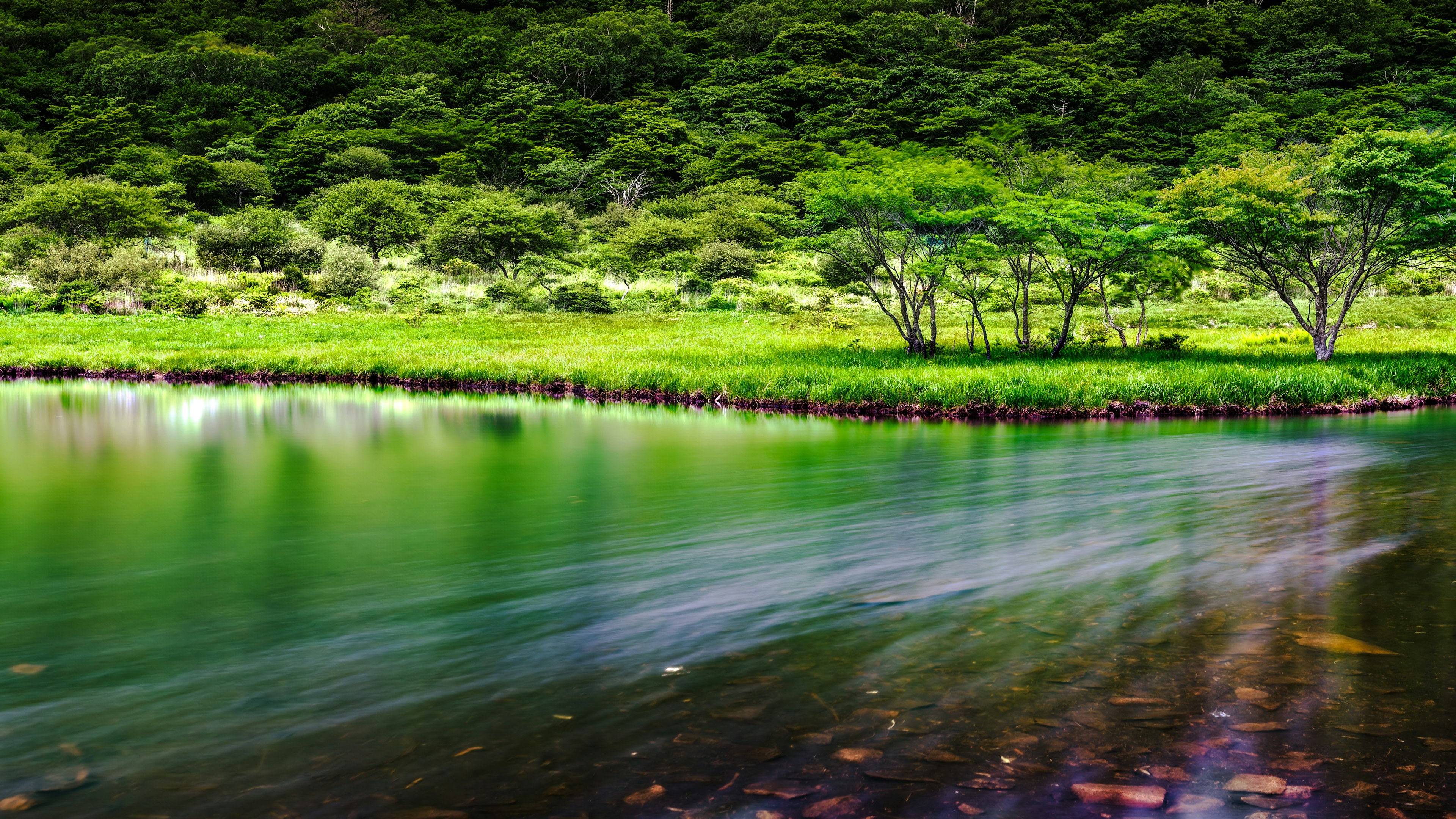 緑豊かな森林に囲まれた静かな川の風景