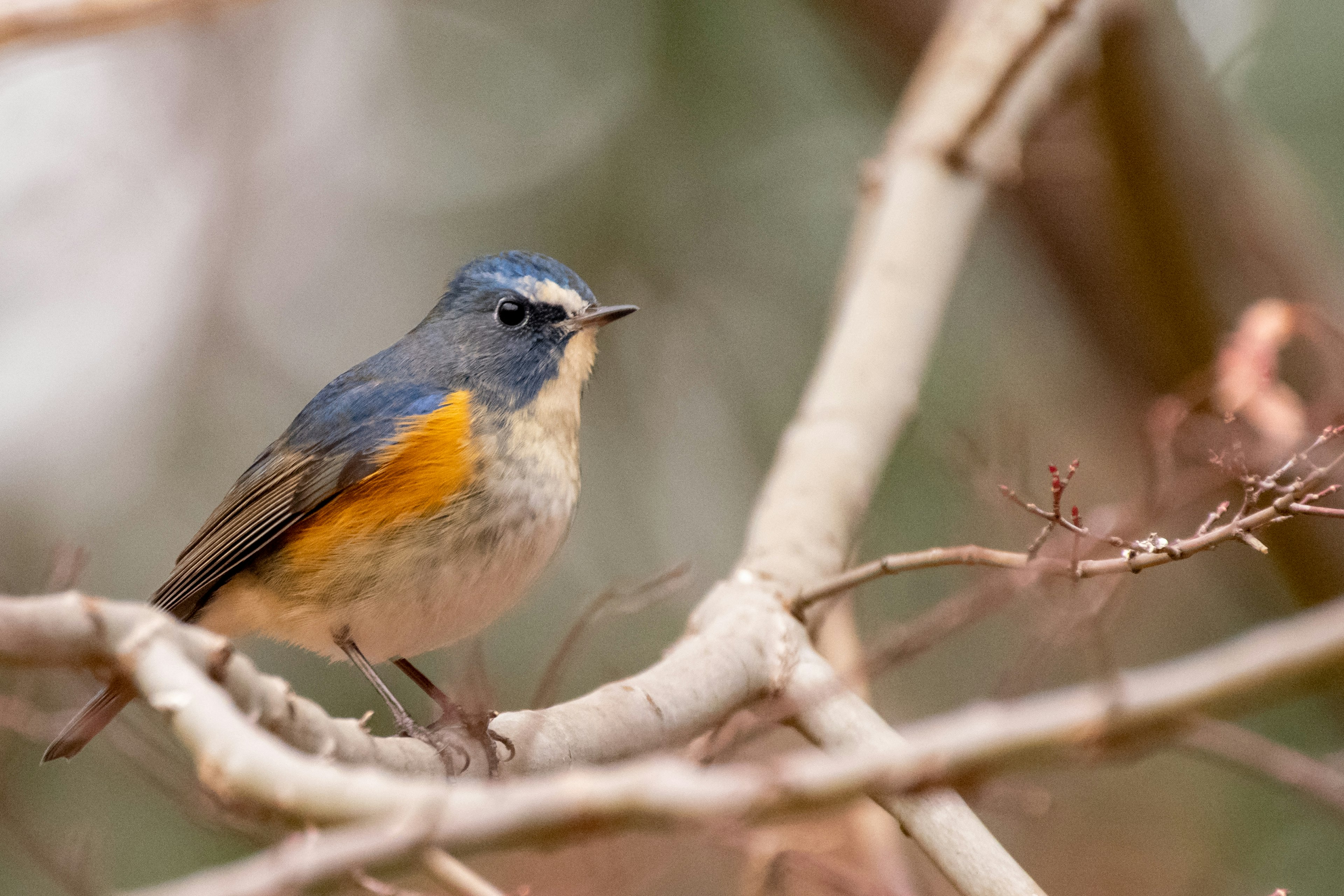 A small bird with a blue head and orange chest perched on a branch