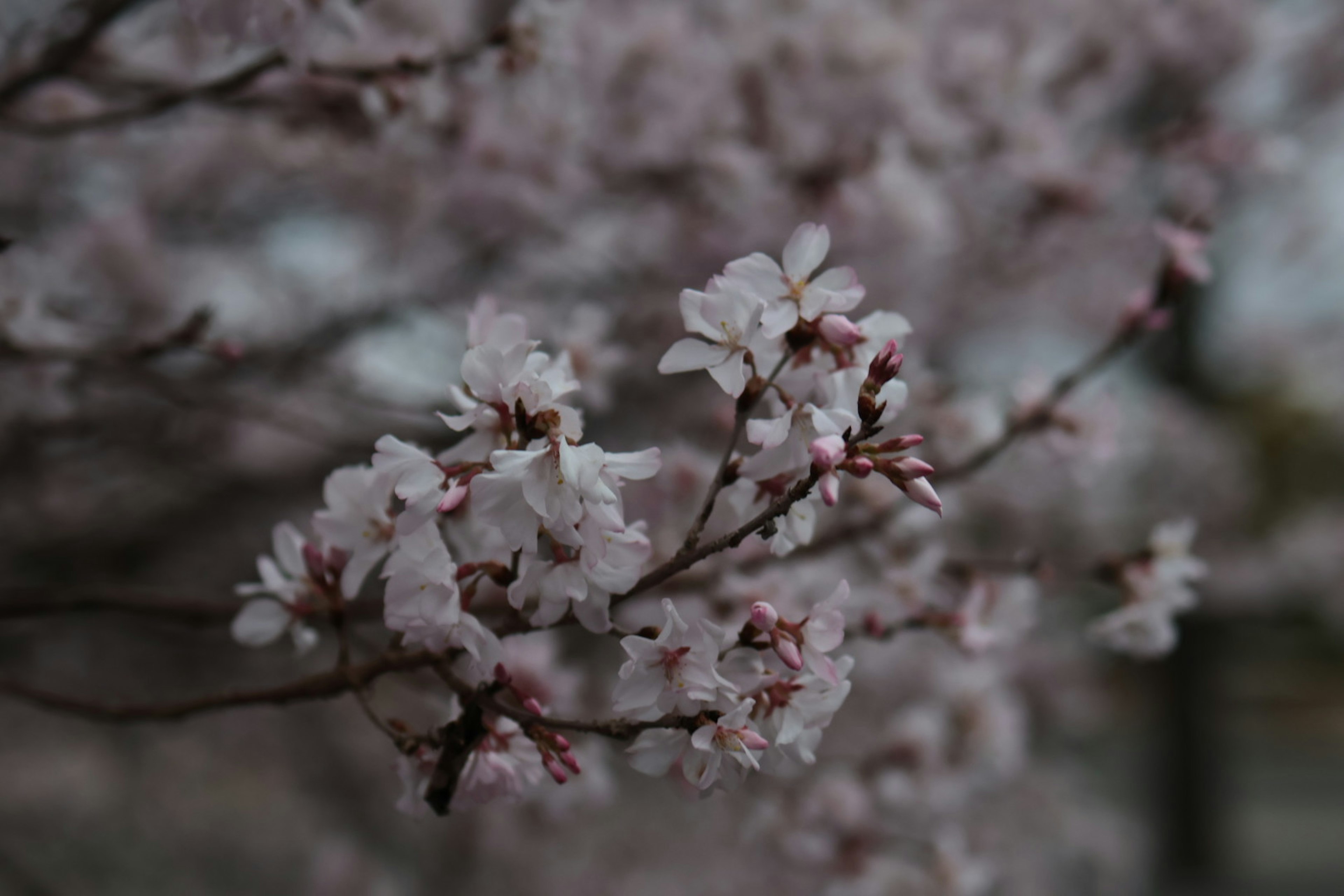 Nahaufnahme von Kirschbaumästen mit rosa Blüten