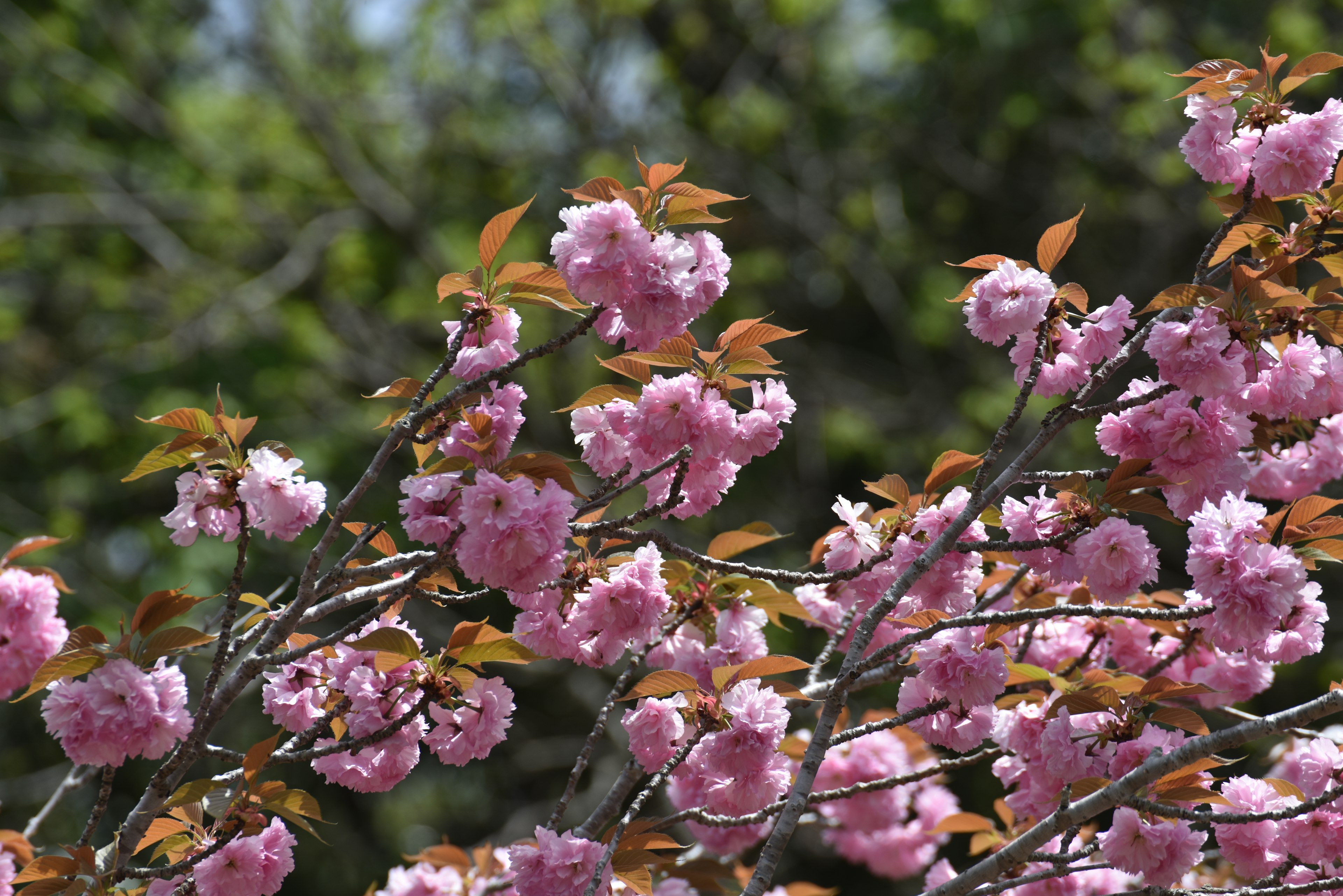 Close-up cabang bunga sakura dengan bunga merah muda cerah dan daun hijau