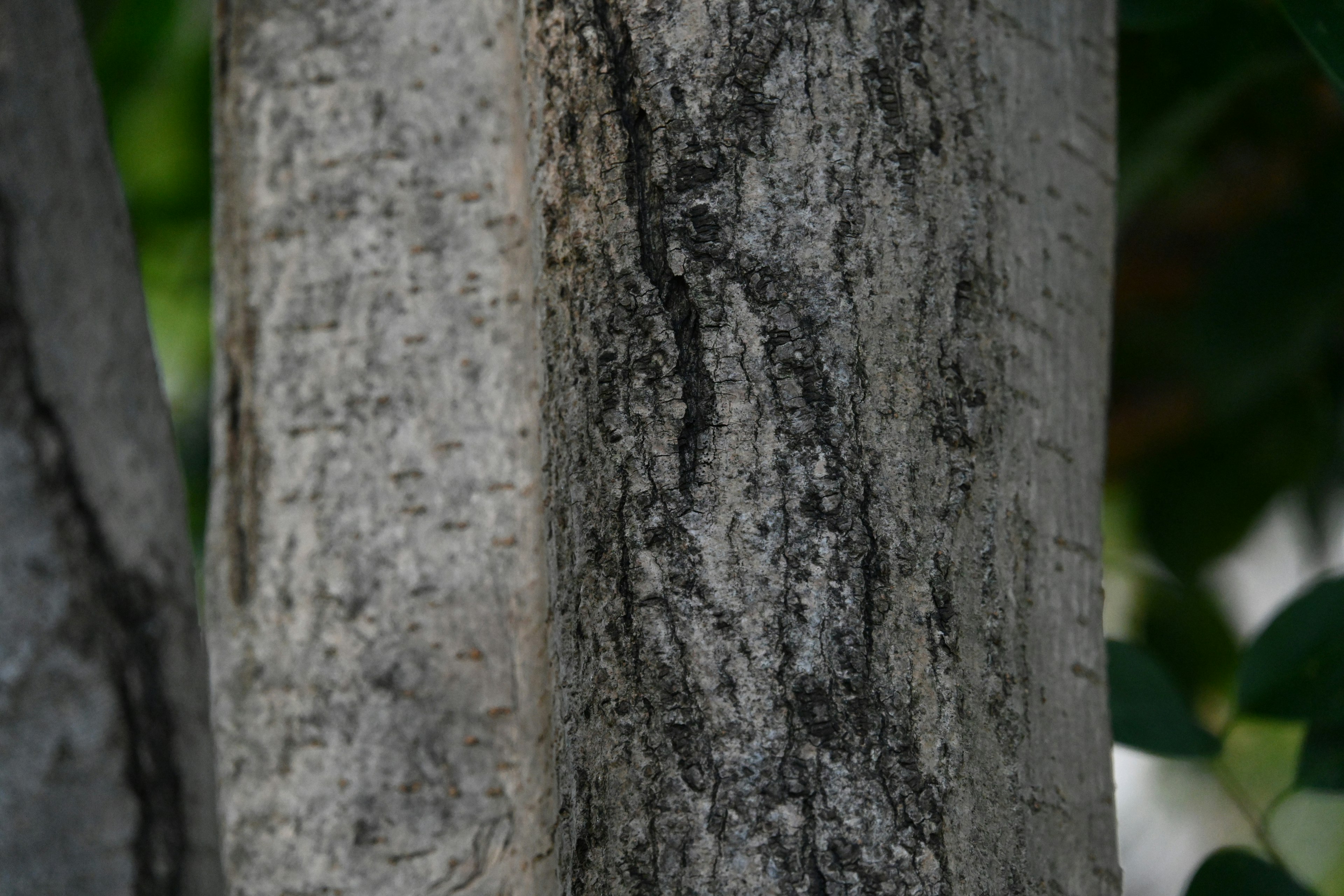 Texture e motivi dettagliati di un tronco d'albero