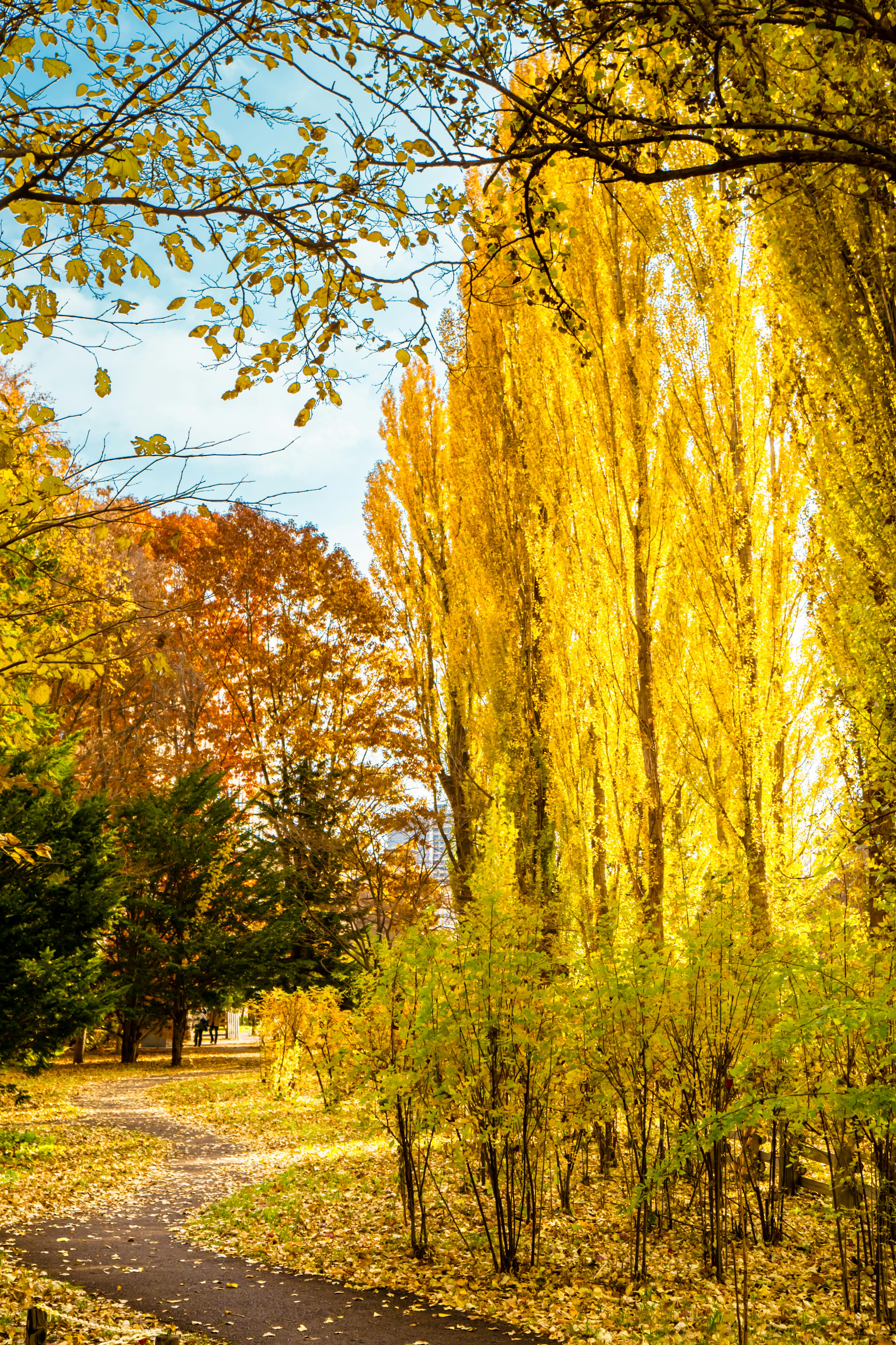 秋季公園場景，高大的黃色楊樹，五彩繽紛的葉子和蜿蜒的小路