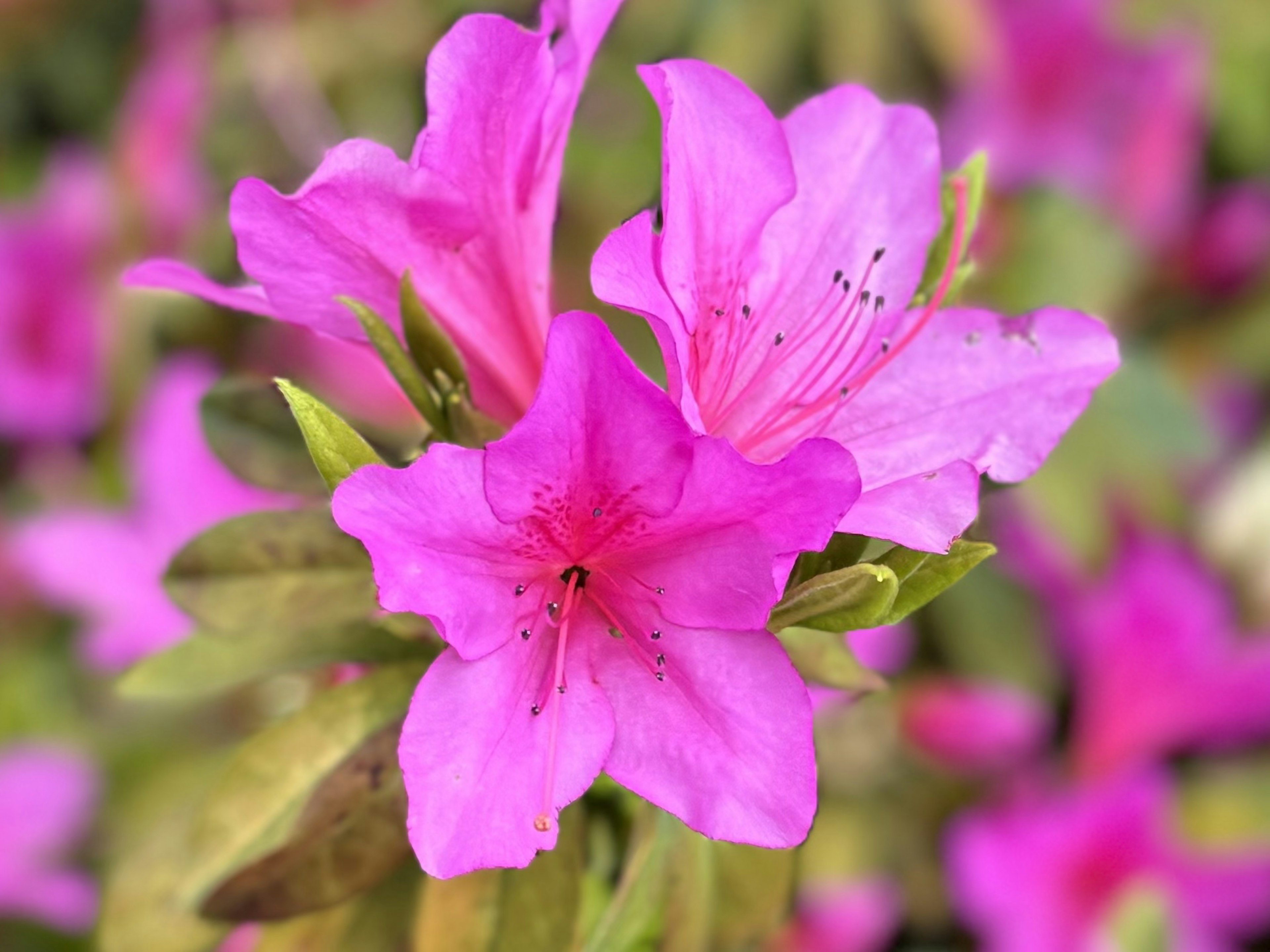 鮮やかなピンクのツツジの花が咲いている様子