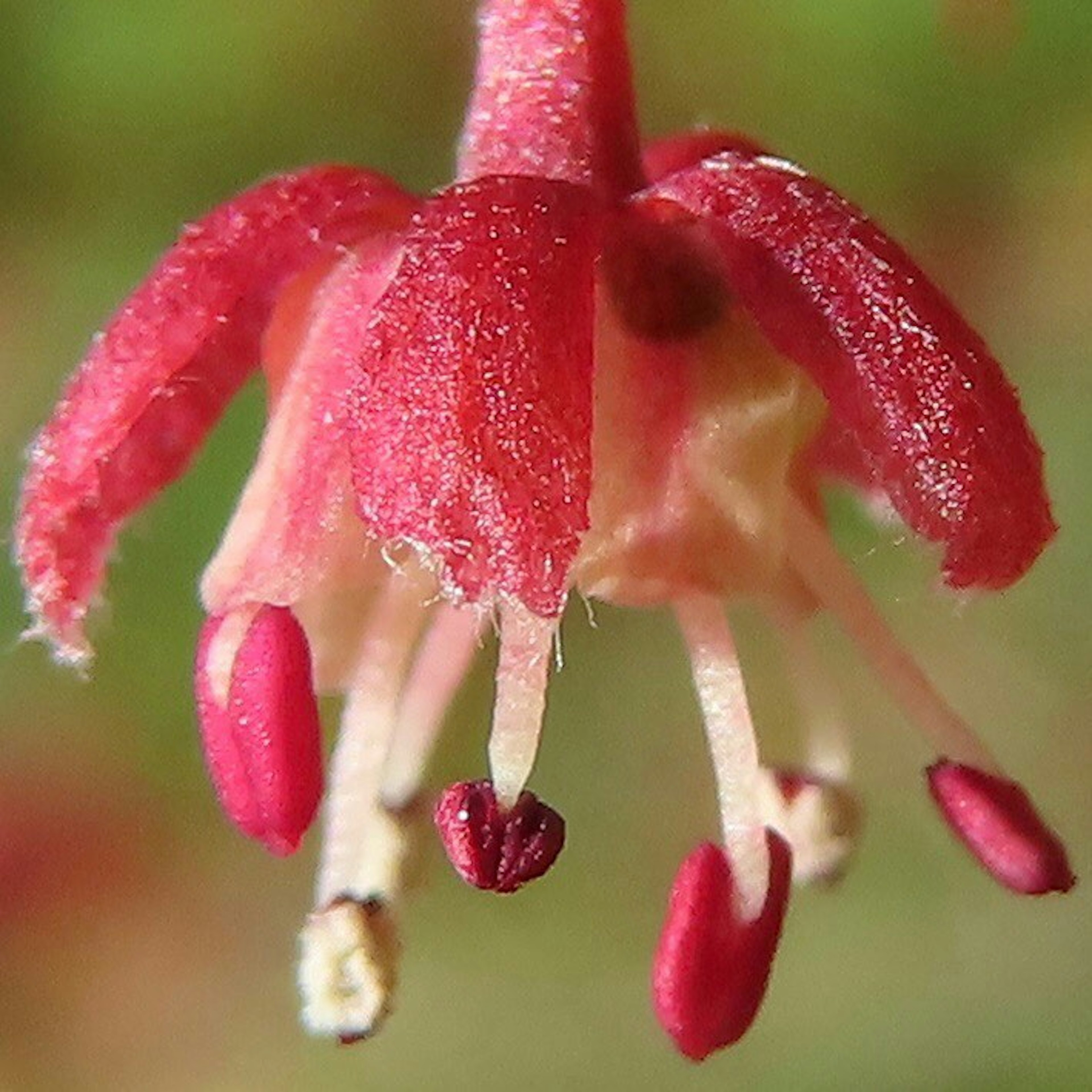 紅色花朵的特寫圖像，具有精緻的花瓣和雄蕊