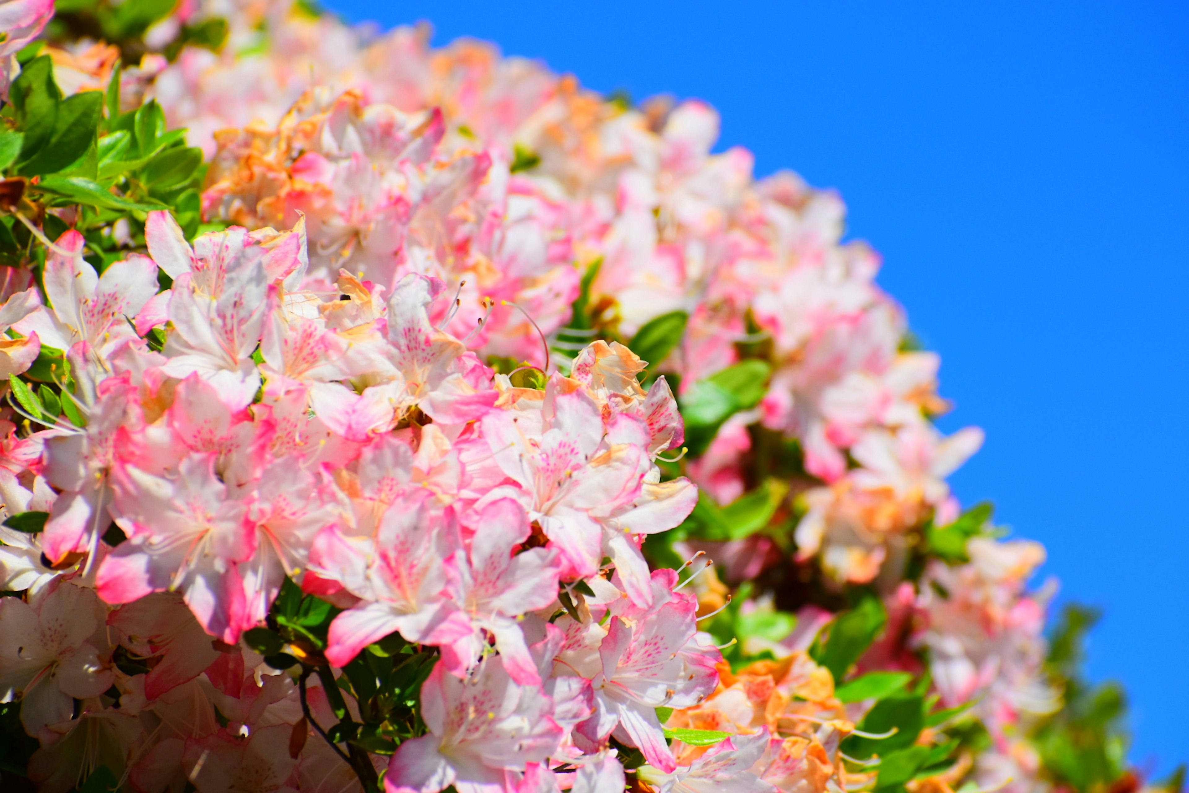 青空を背景にしたピンクの花が咲くブッシュ