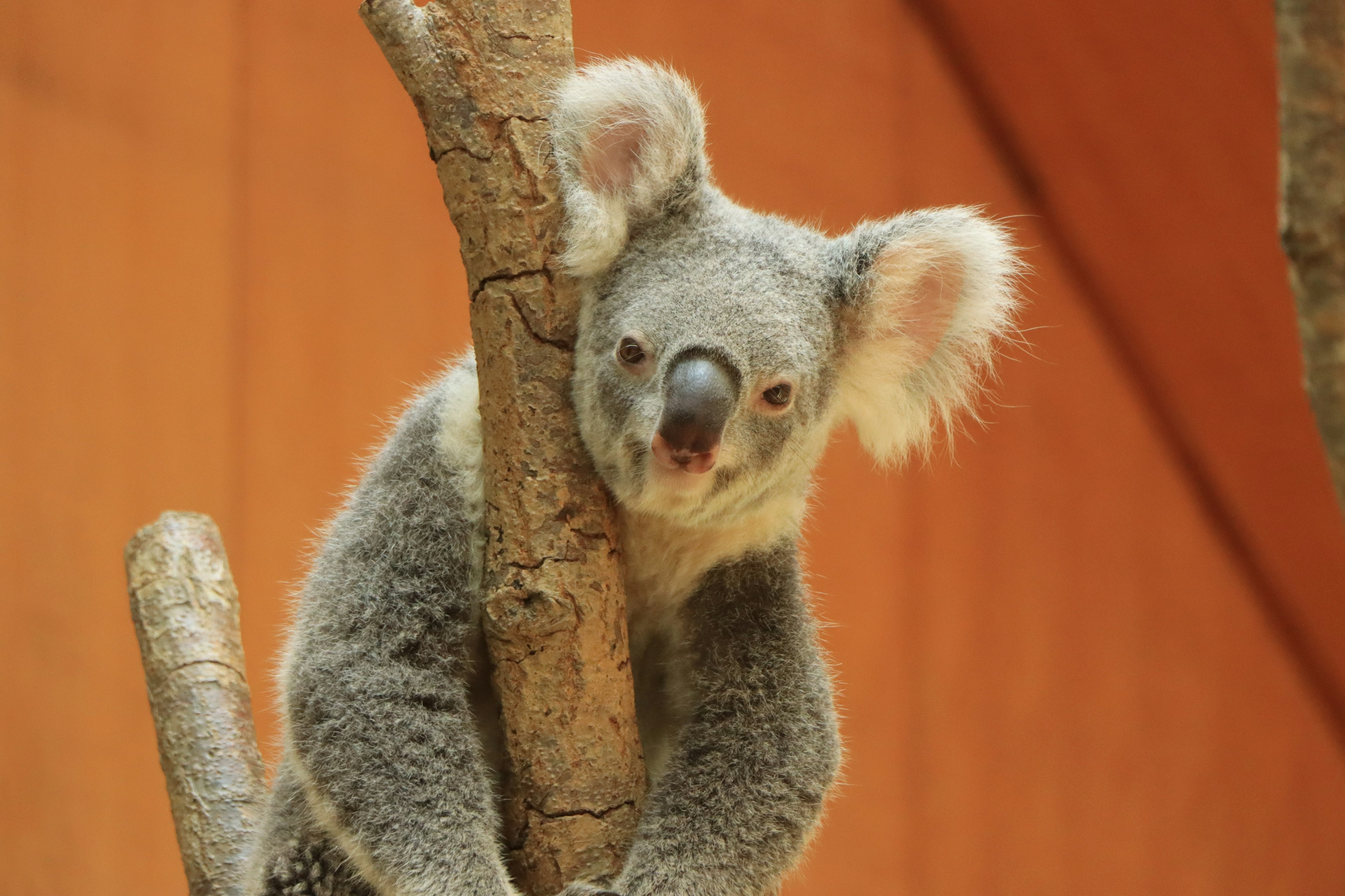 Close-up of a koala leaning against a tree