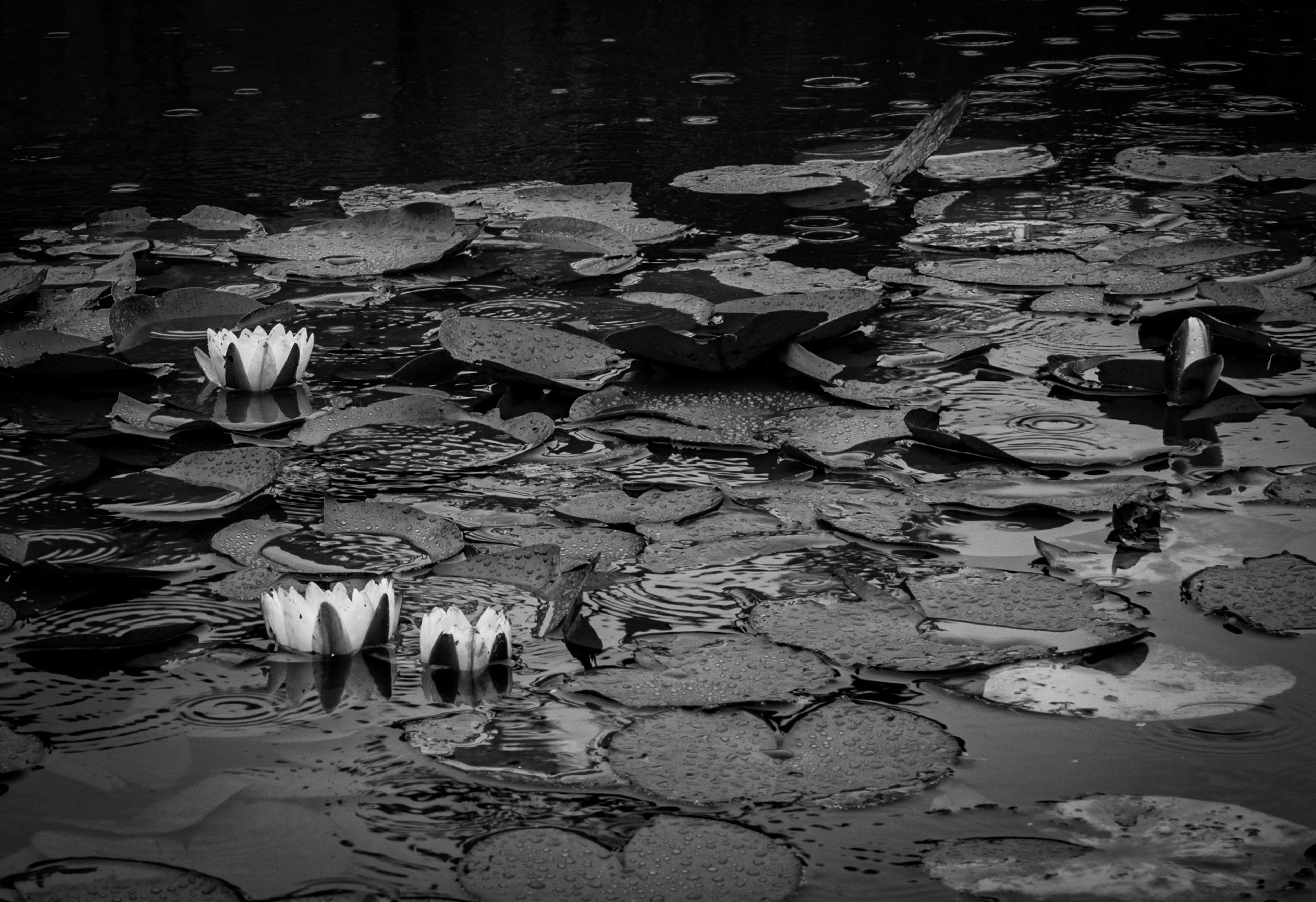 Black and white image of white water lilies floating on a pond