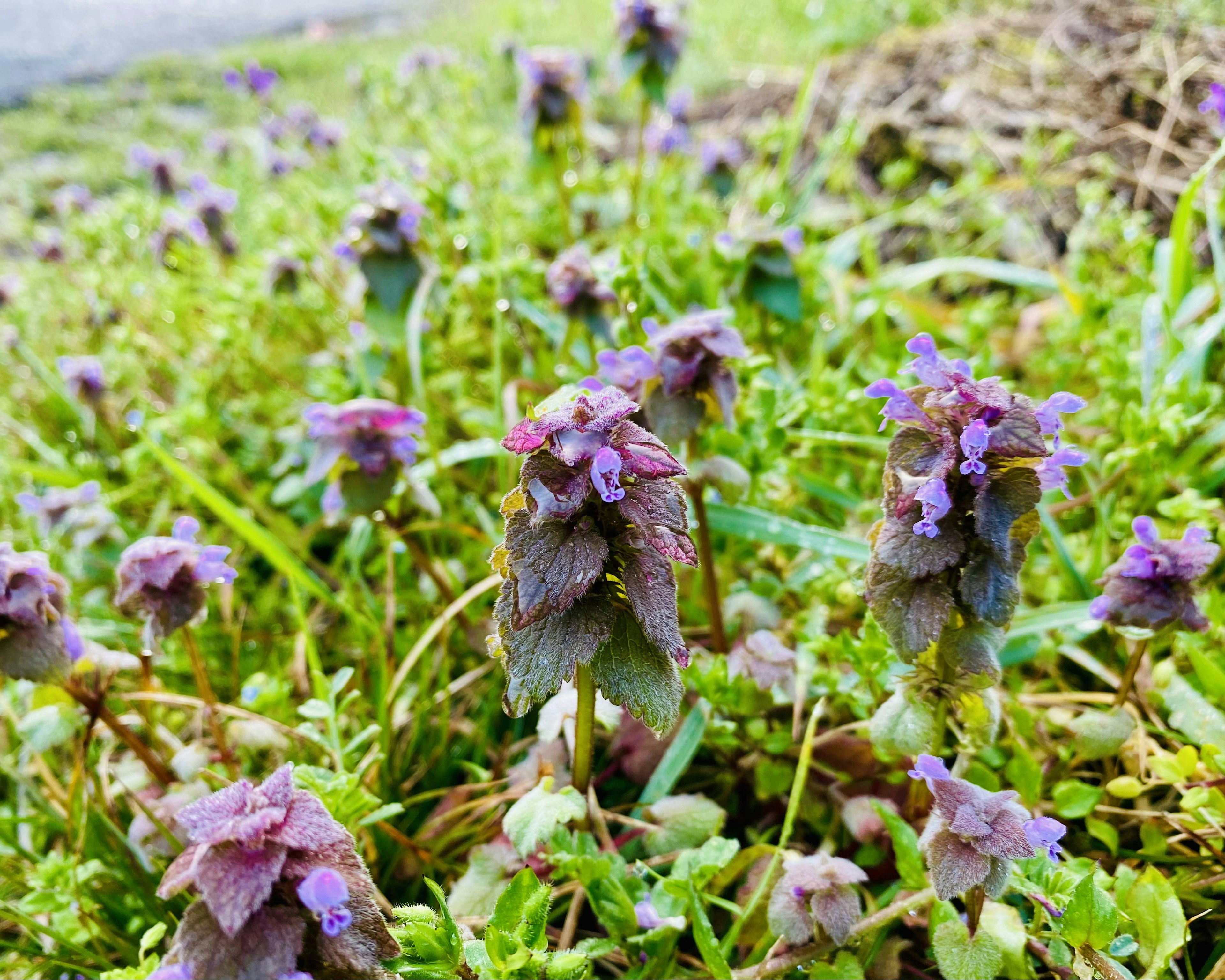 Un groupe d'herbe verte avec des plantes à fleurs violettes