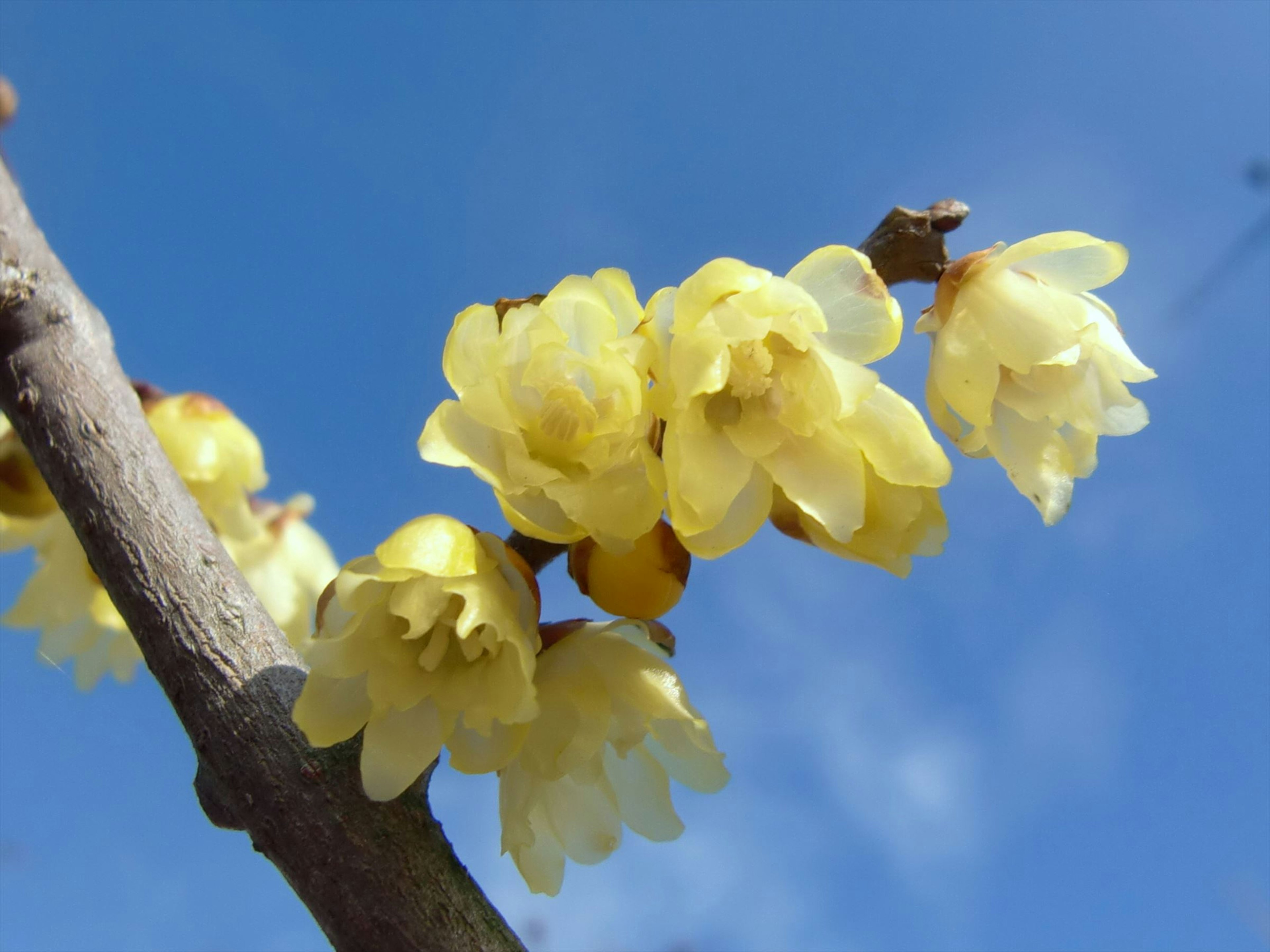 Ramo di fiori gialli che fioriscono sotto un cielo azzurro