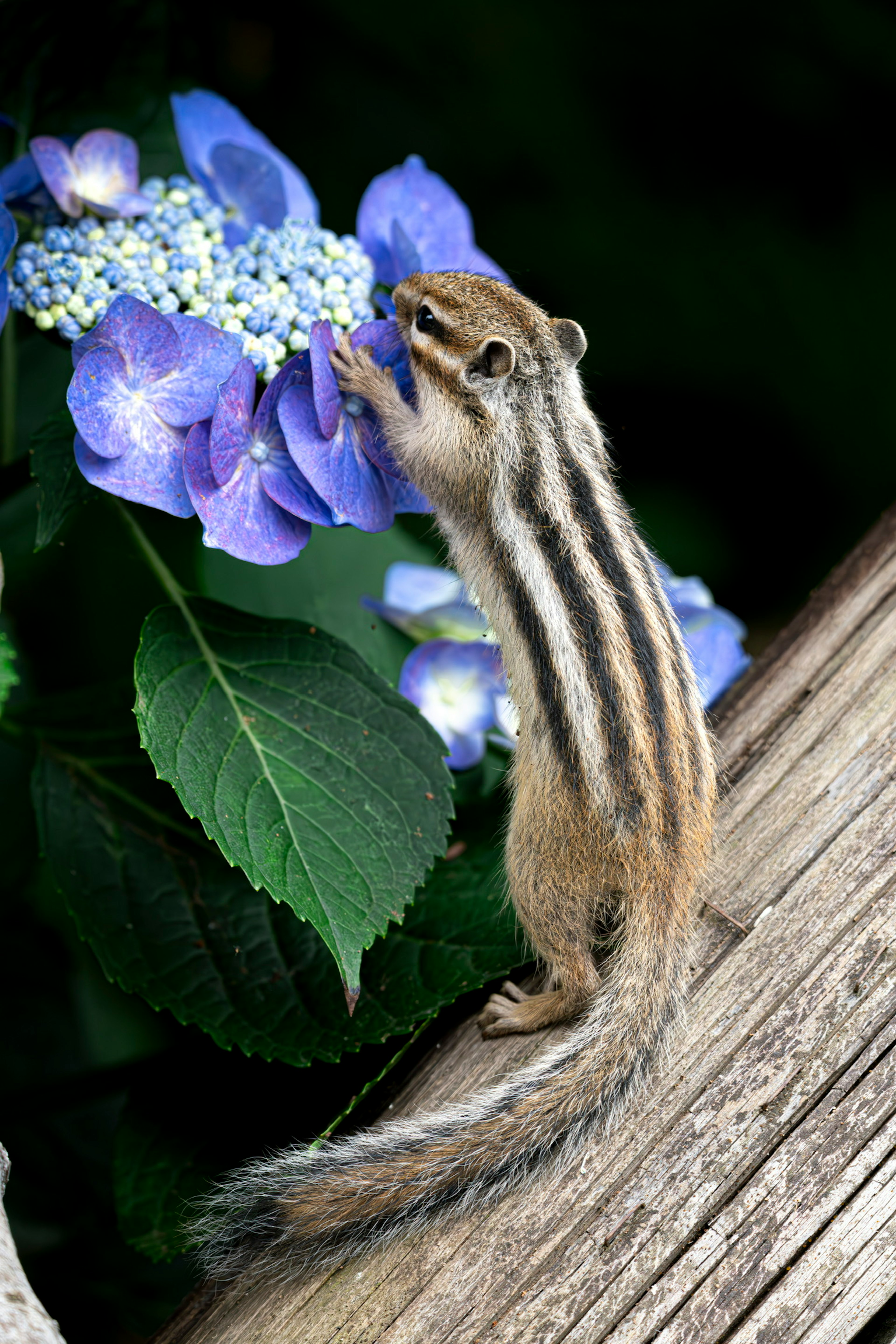Un écureuil rayé interagissant avec des fleurs bleues