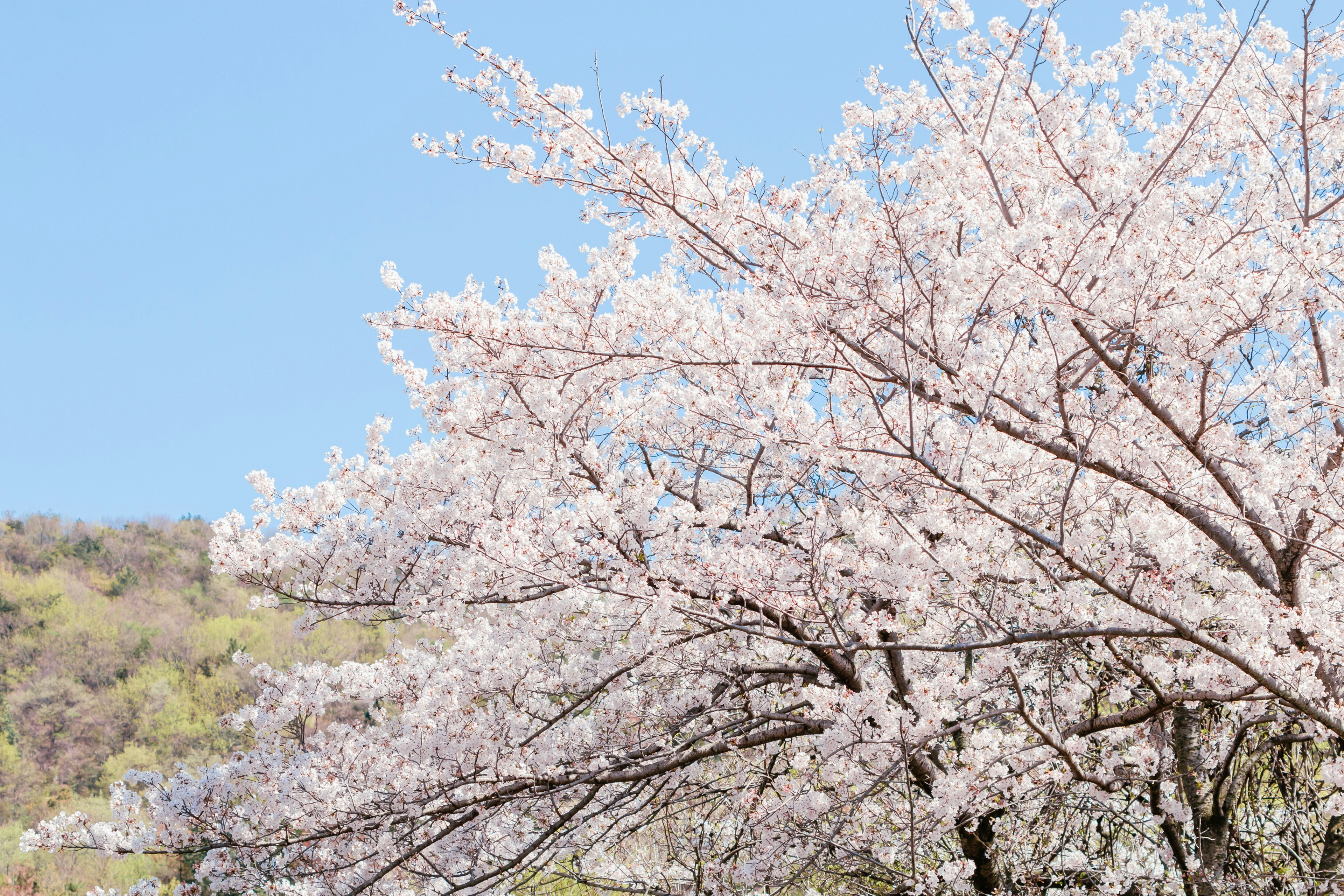 青空の下に咲く桜の花が美しい