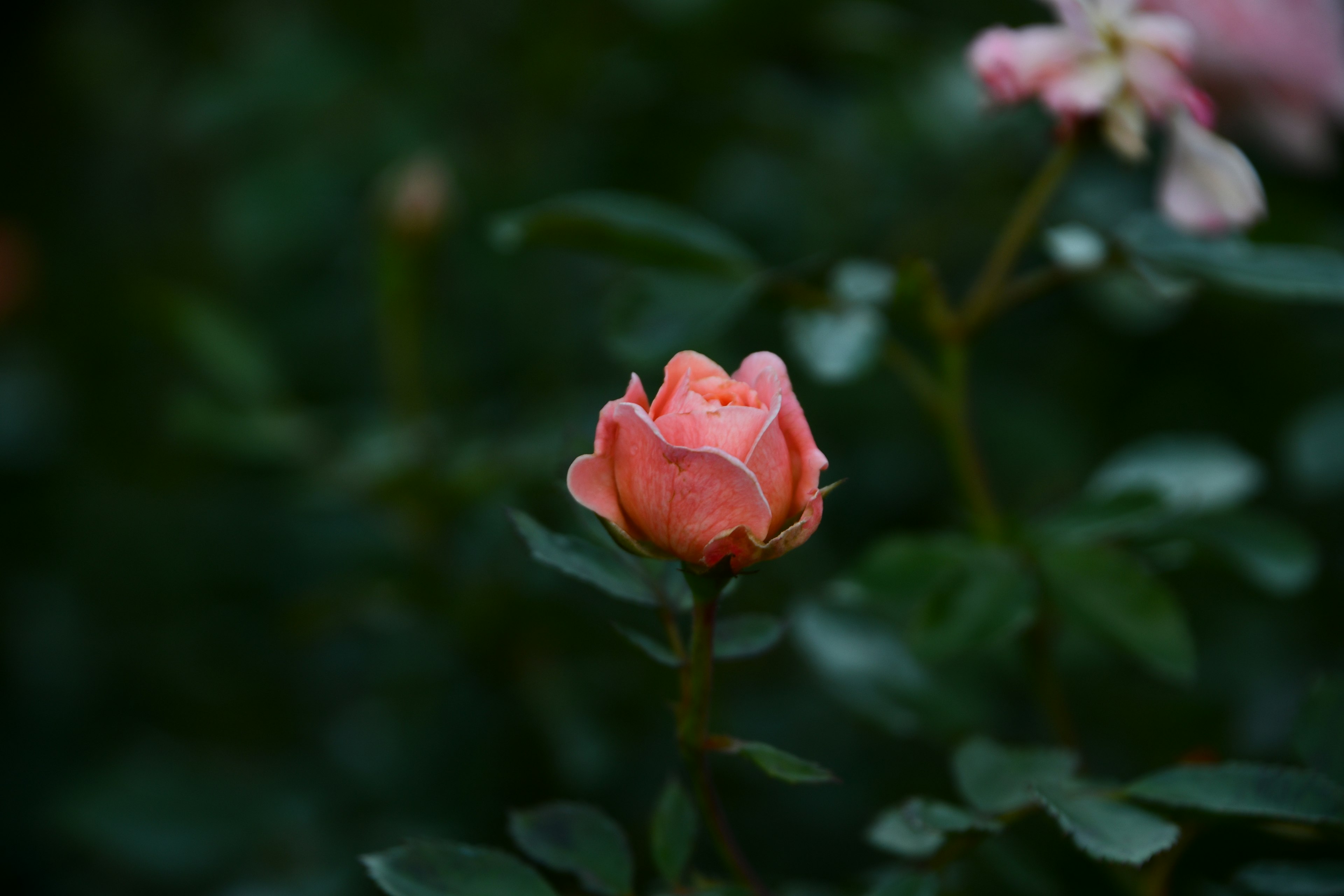 Eine schöne rosa Rosenknospe, die zwischen grünen Blättern hervorsticht