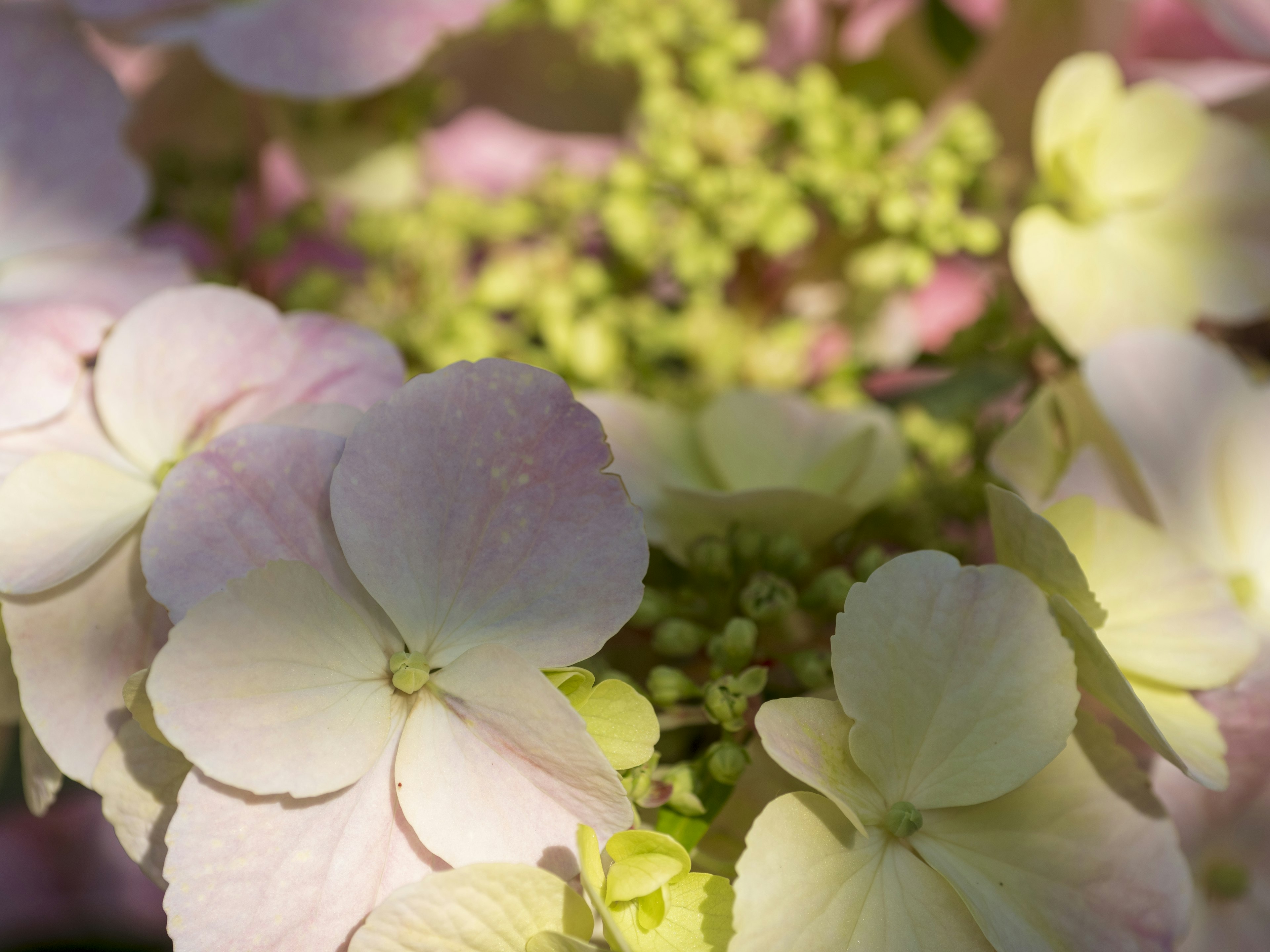 Gros plan de fleurs d'hortensia rose pâle et crème