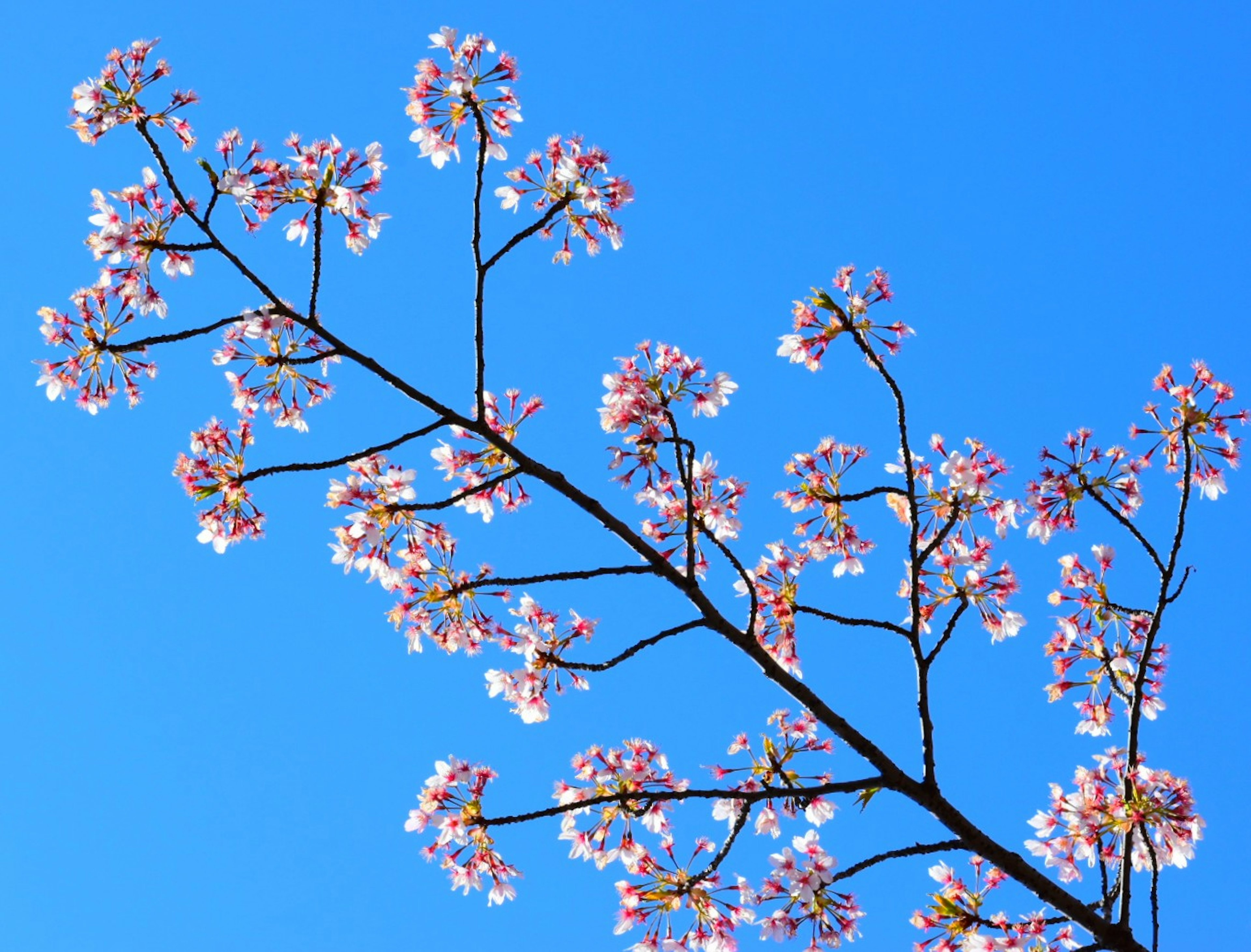 Ramo di ciliegio con fiori contro un cielo blu