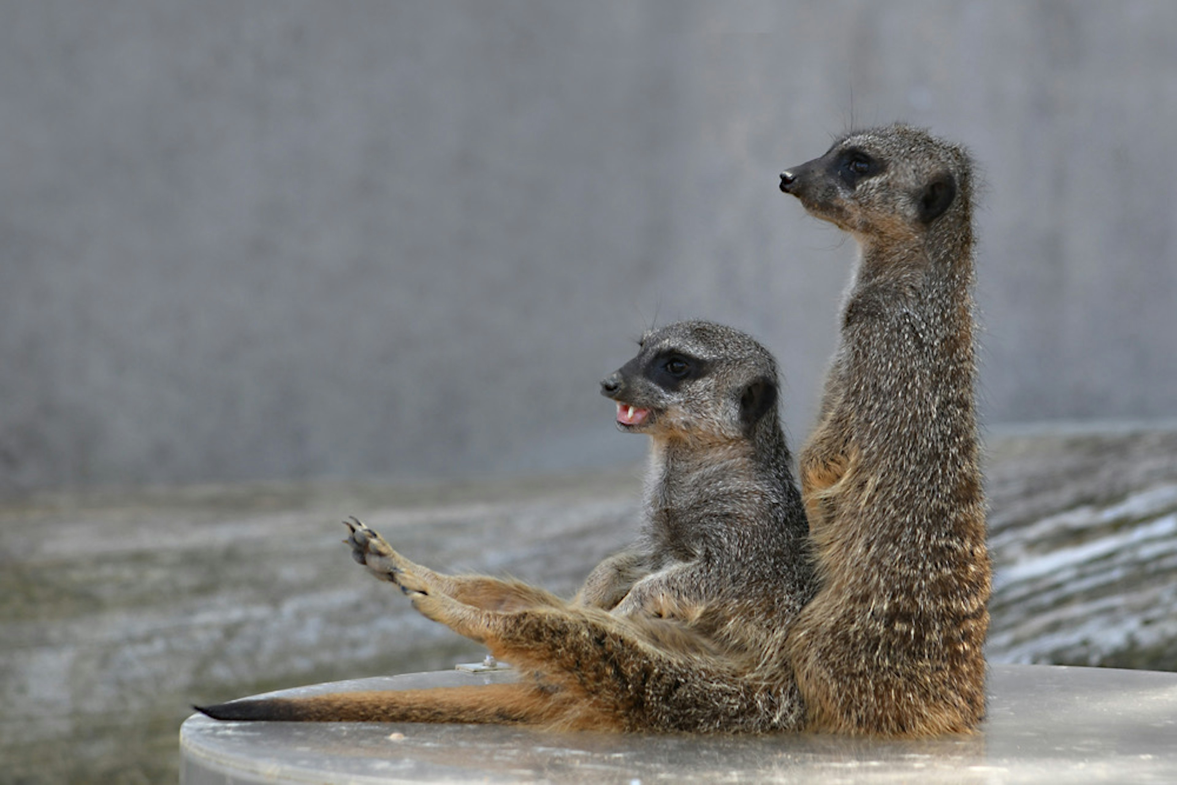 Two meerkats sitting together in a relaxed position